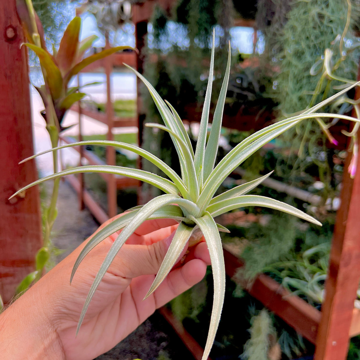 Ixioides | Air Plant Hub