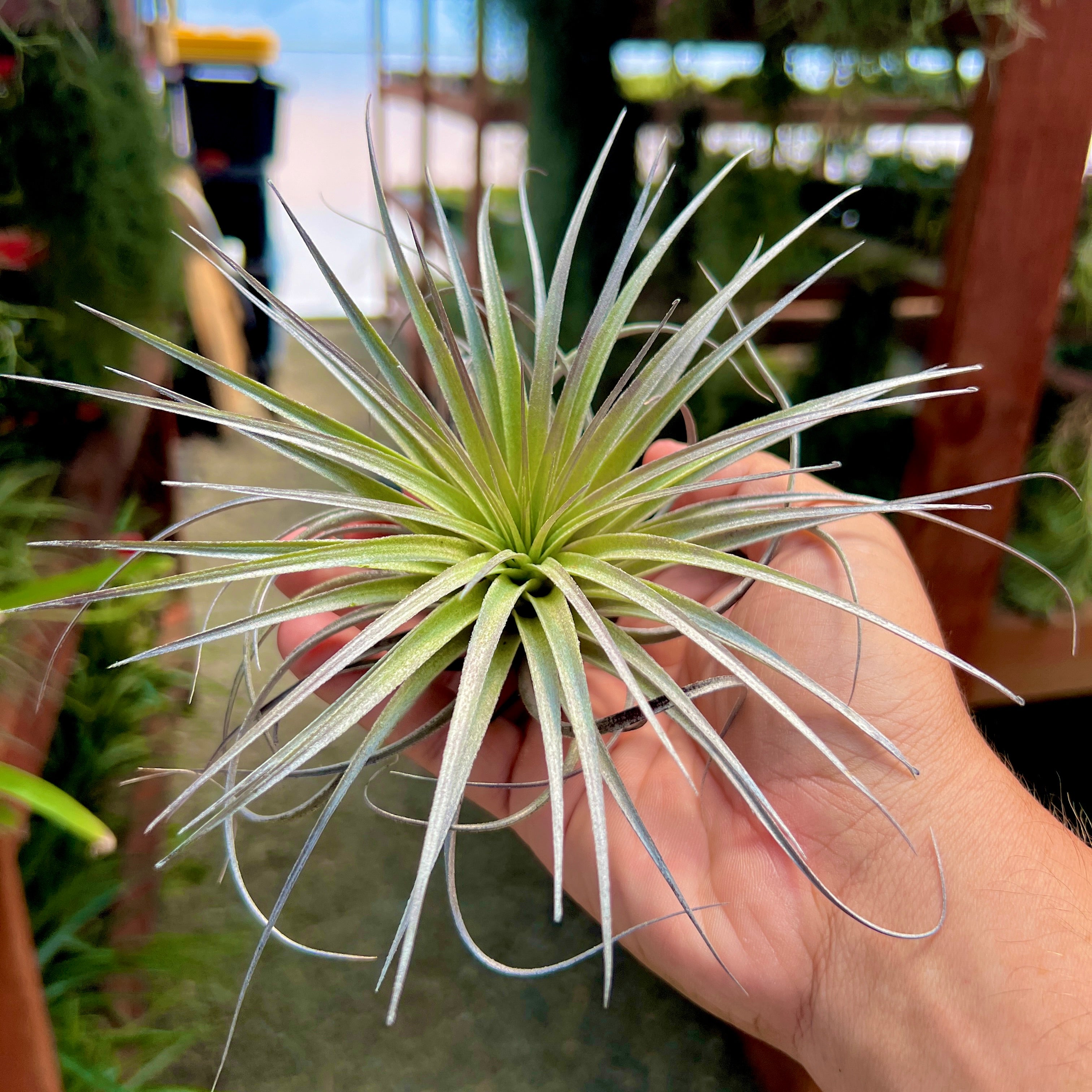 Stricta Soft Purple