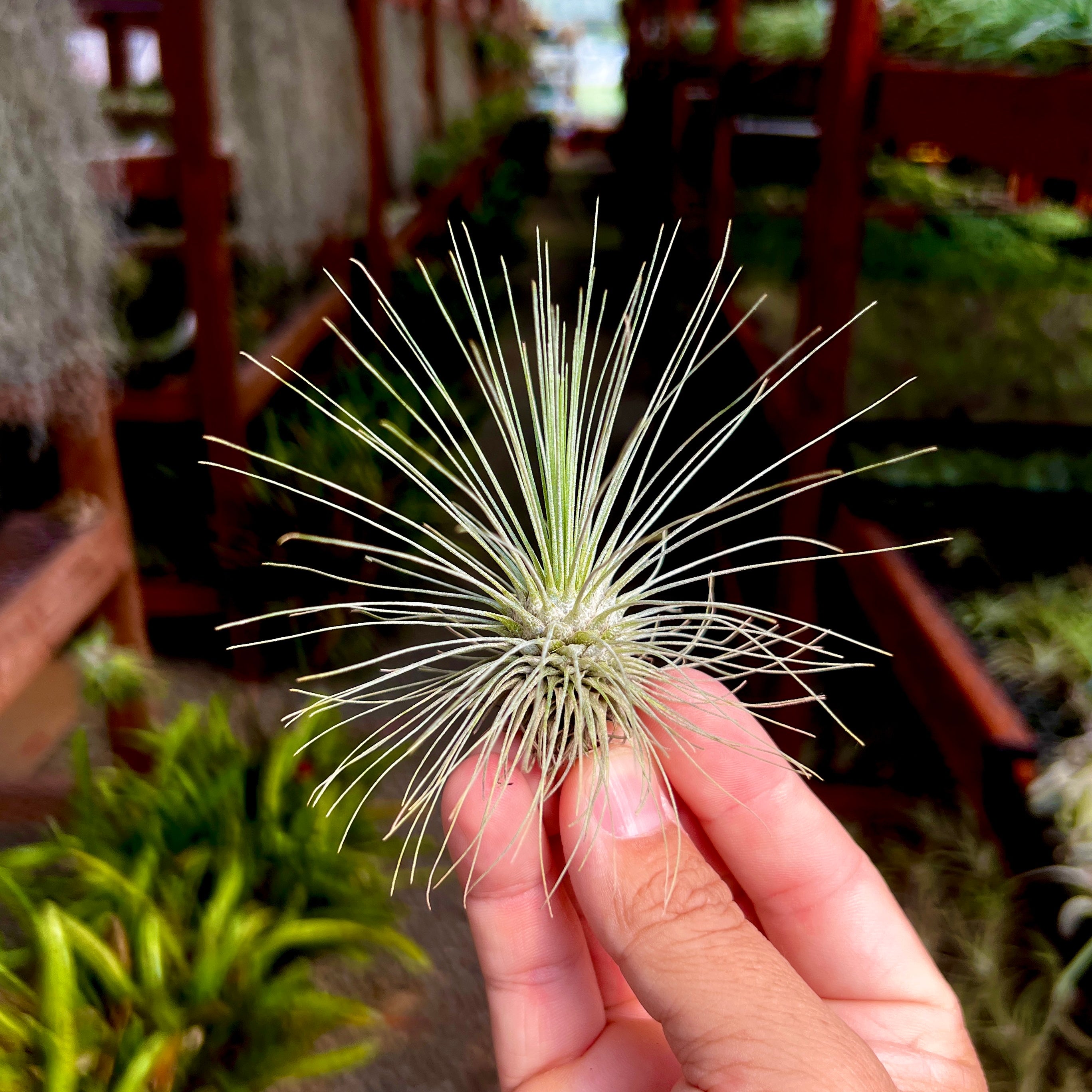 Fuchsii Gracillis Tillandsia Wispy Air Plant Great For Terrariums