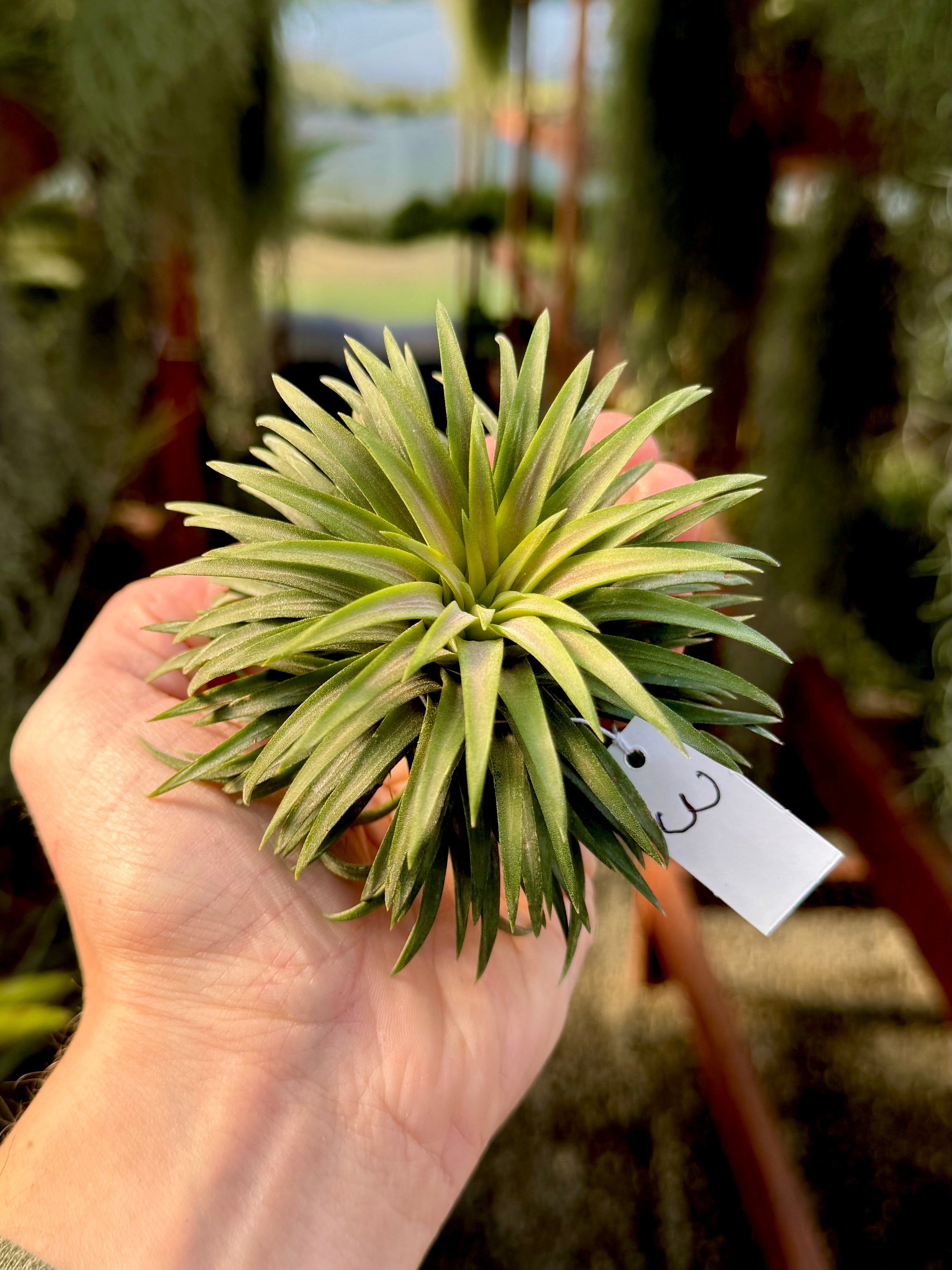 Ionantha 'Crimson Tide' <br> (NEW RELEASE!)