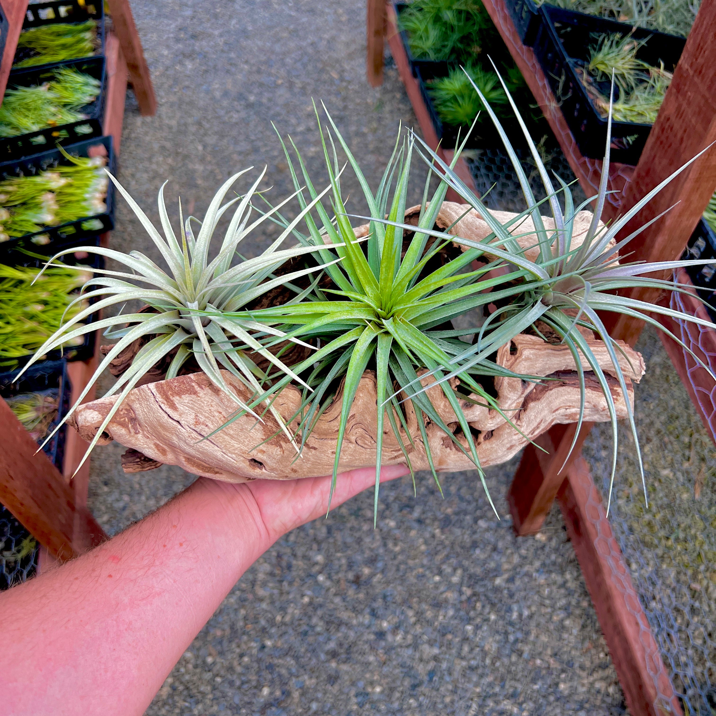 Sandblasted California Grapewood Trunk Large Size Side Display (Includes 3 Air Plants!)