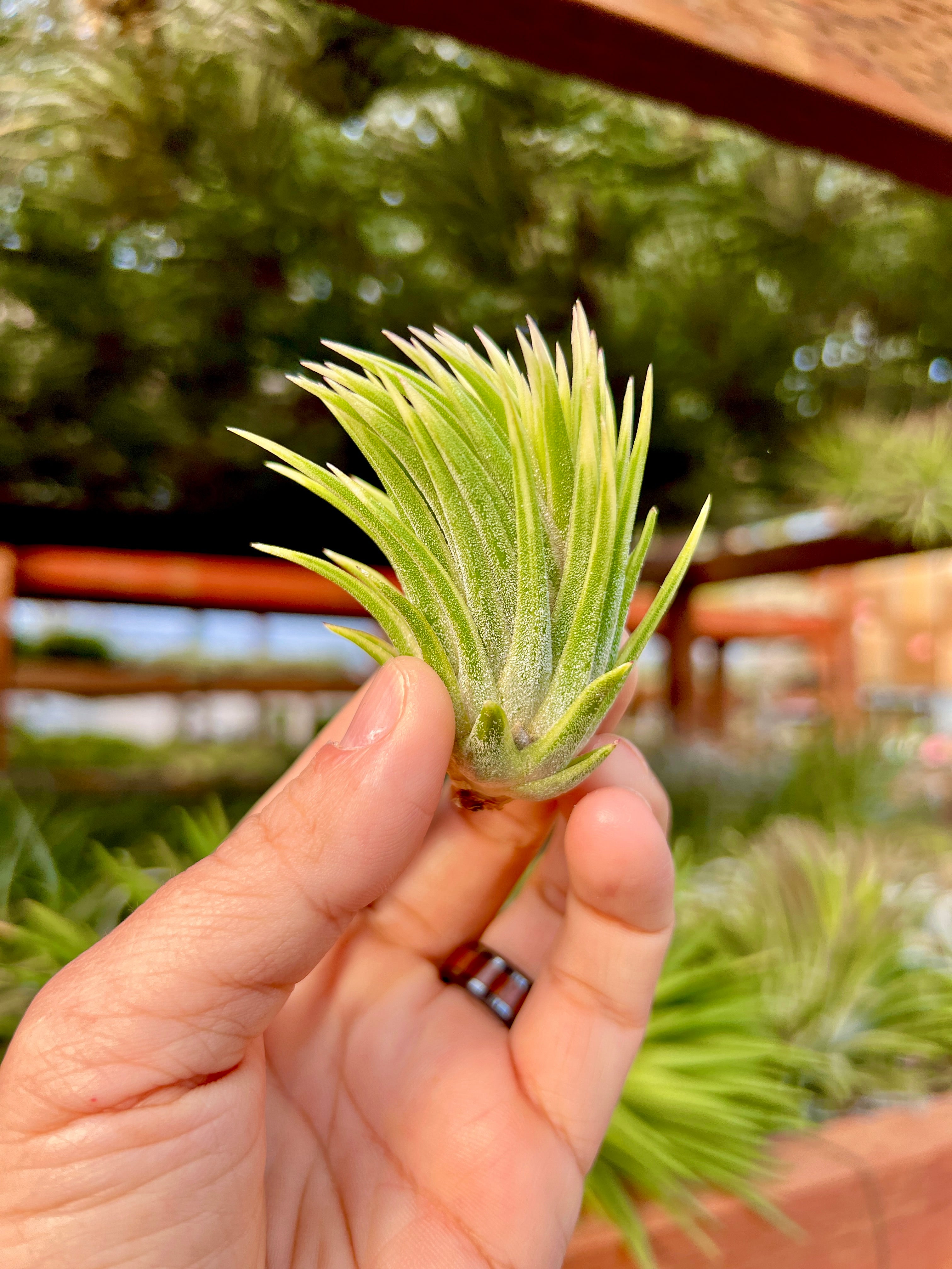 Ionantha Albo-Marginata