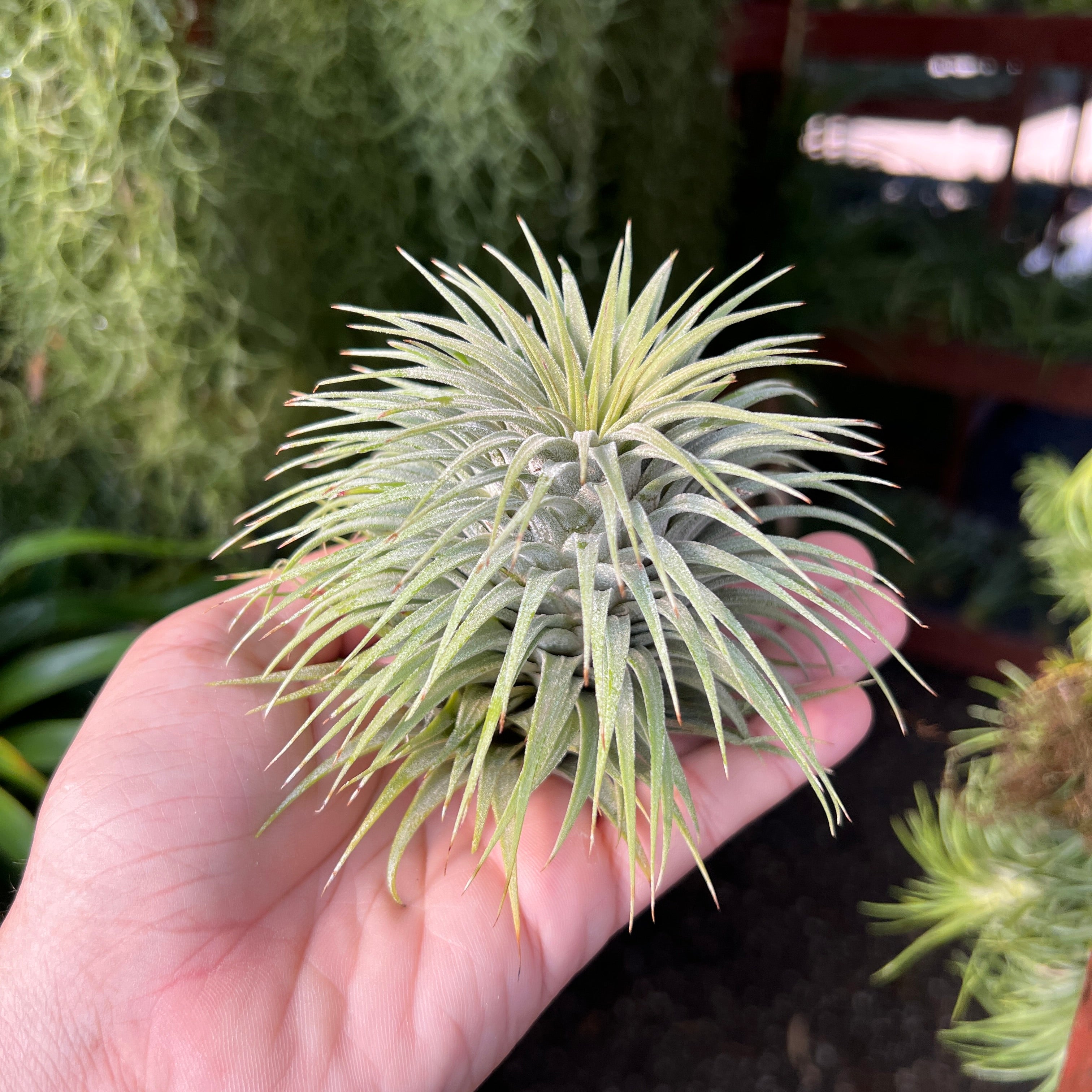 Ionantha Snowball (SALE!)