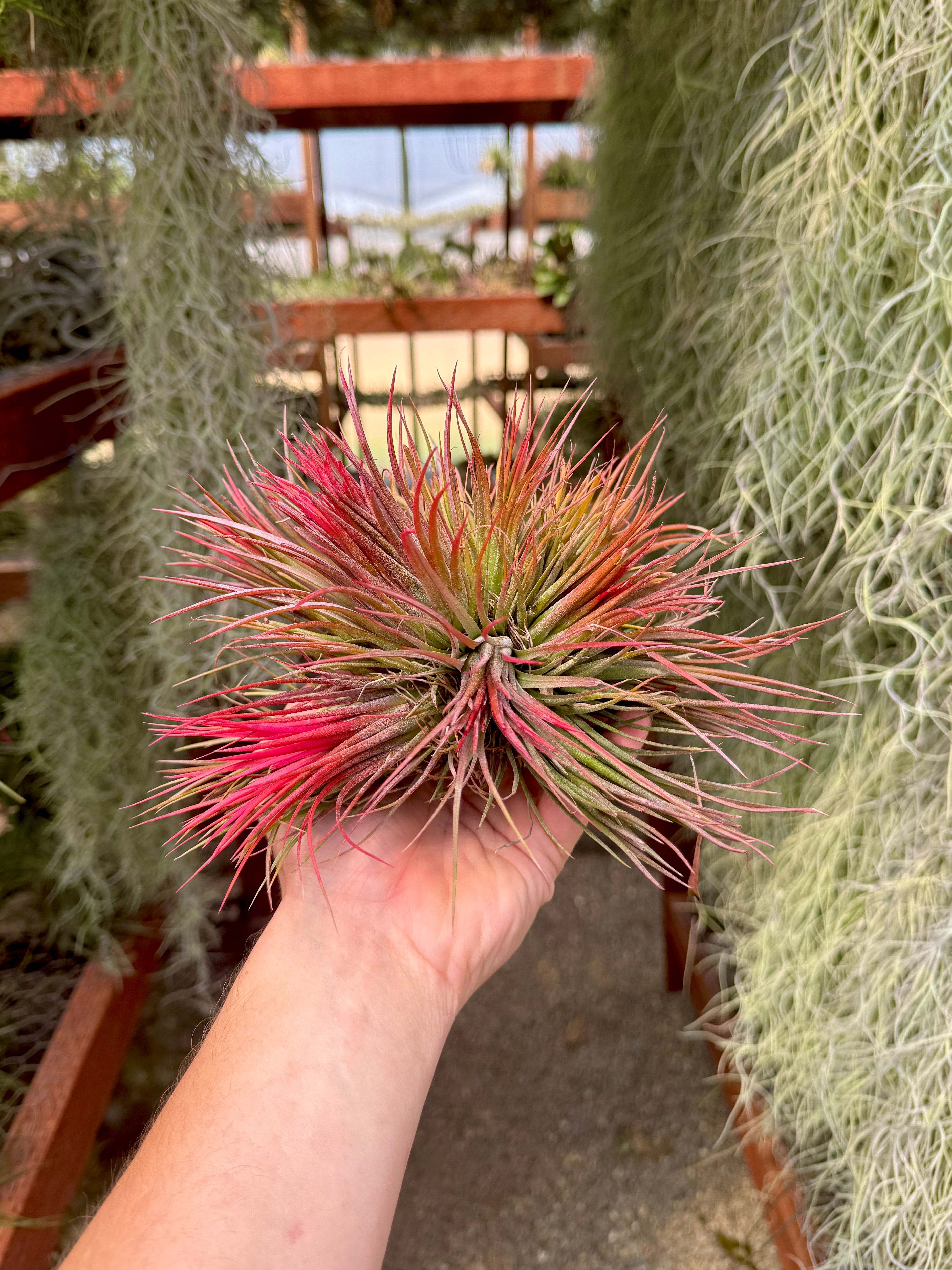 Crested Ionantha Clump <br> (Exact Plants Pictured)
