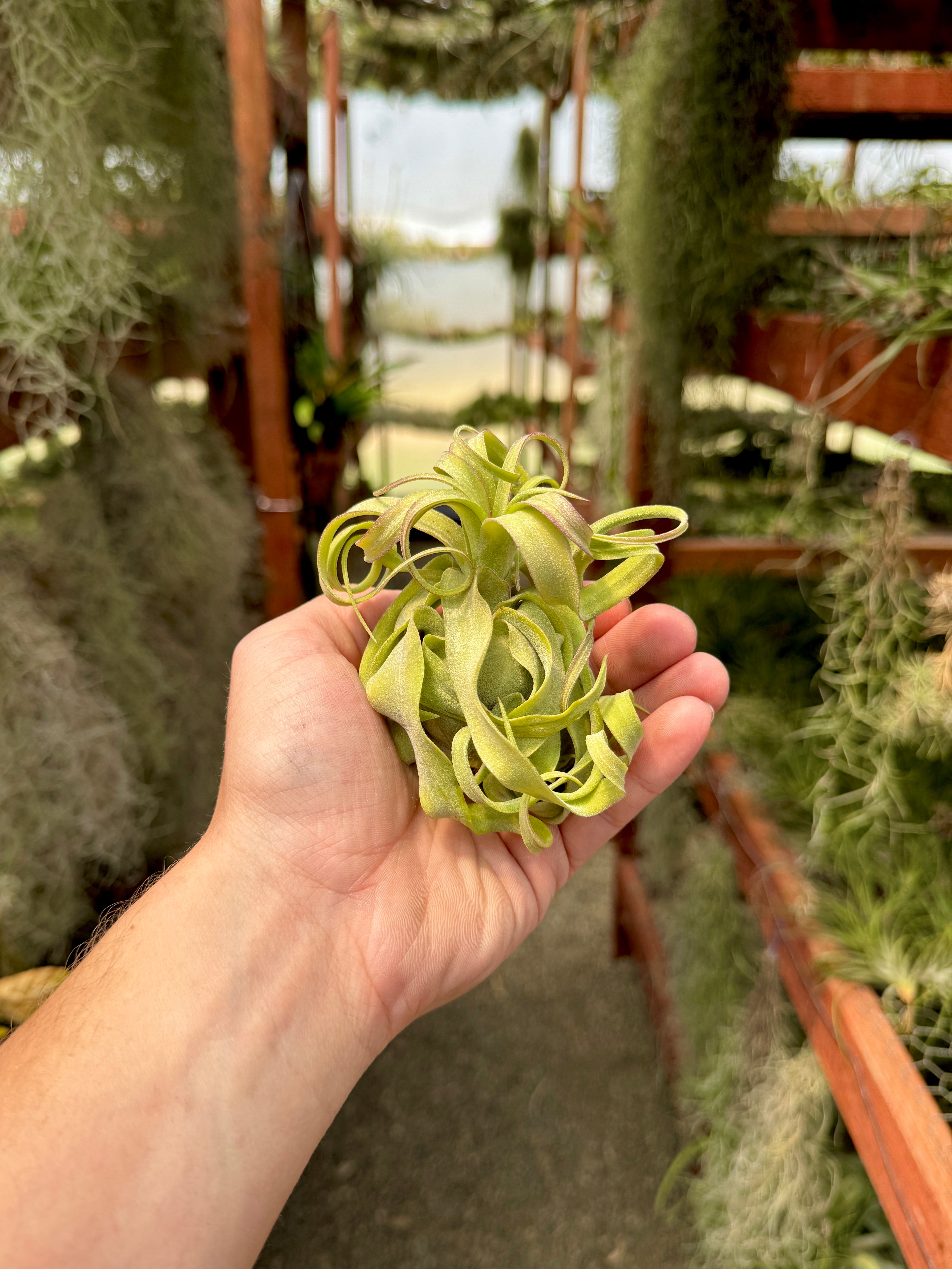 Streptophylla Belize Select – Air Plant Hub