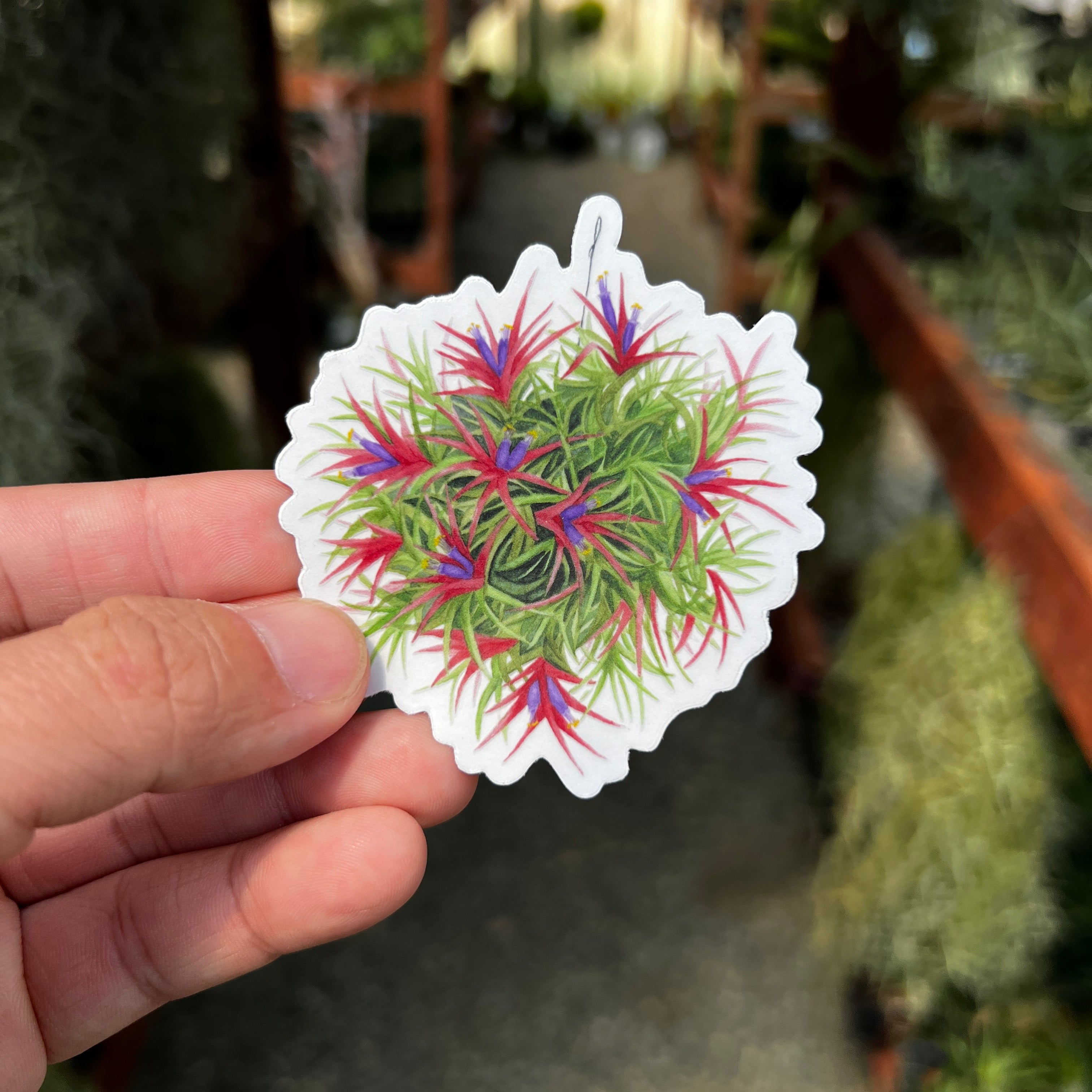 Premium Watercolor Air Plant Sticker With Clear Background <br> (Blooming Ionantha Clump)