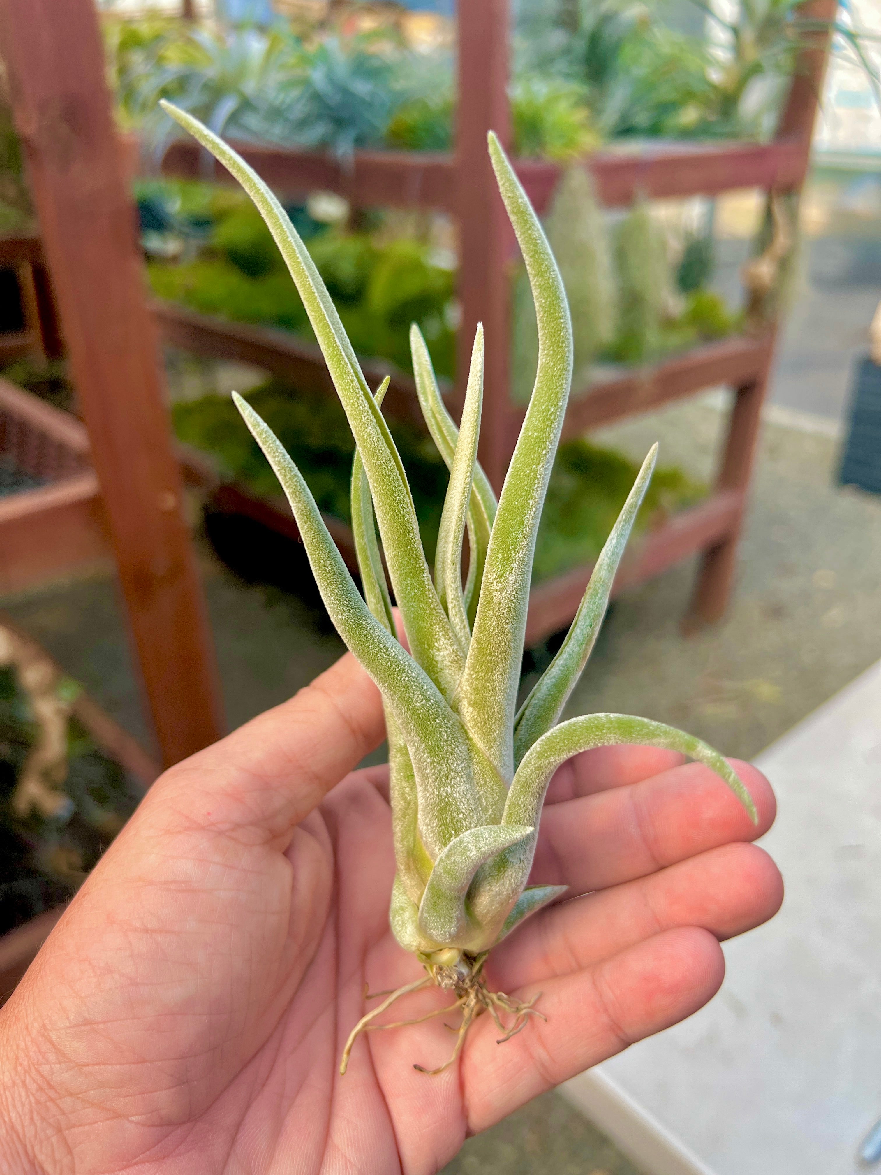 Caput White Dwarf Large