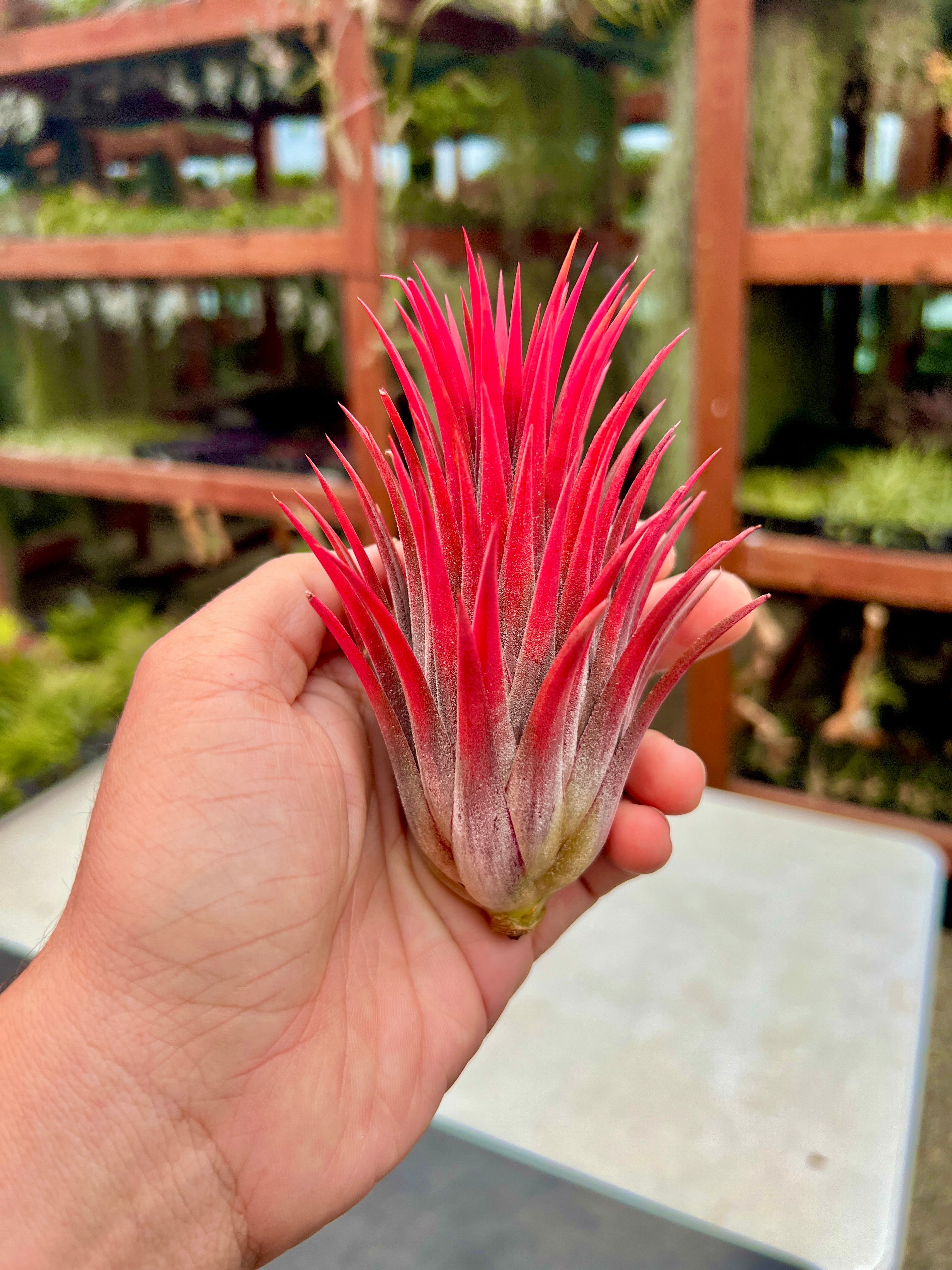 Rare / Premium Ionantha Selections (Exact Plant Pictured) – Air
