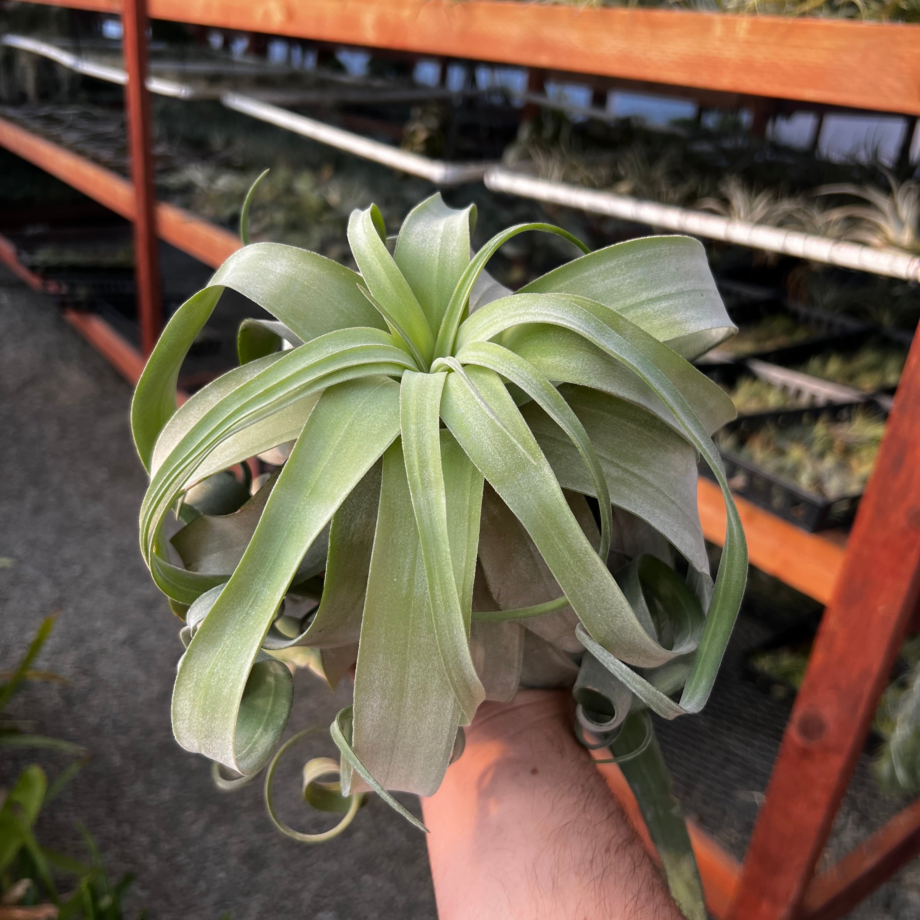 Streptophylla Giant