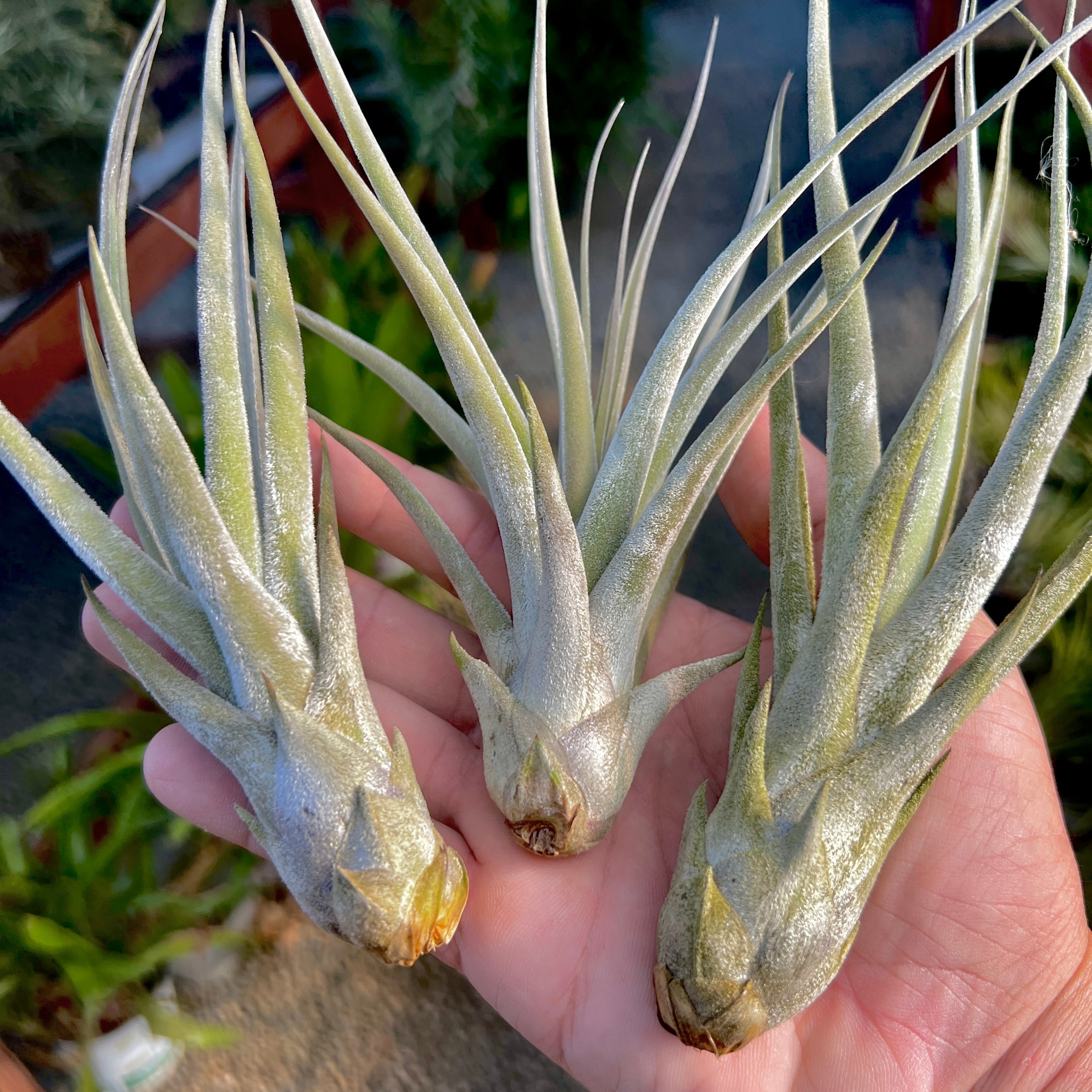 Chapalilloensis Tillandsia Rare Air Plant With Dense Trichomes