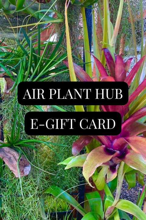 *Air Plant Hub E-Gift Card* USD