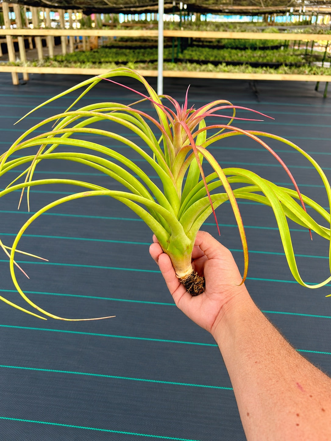 Swamp Rose <br> (Durangensis x Seleriana)