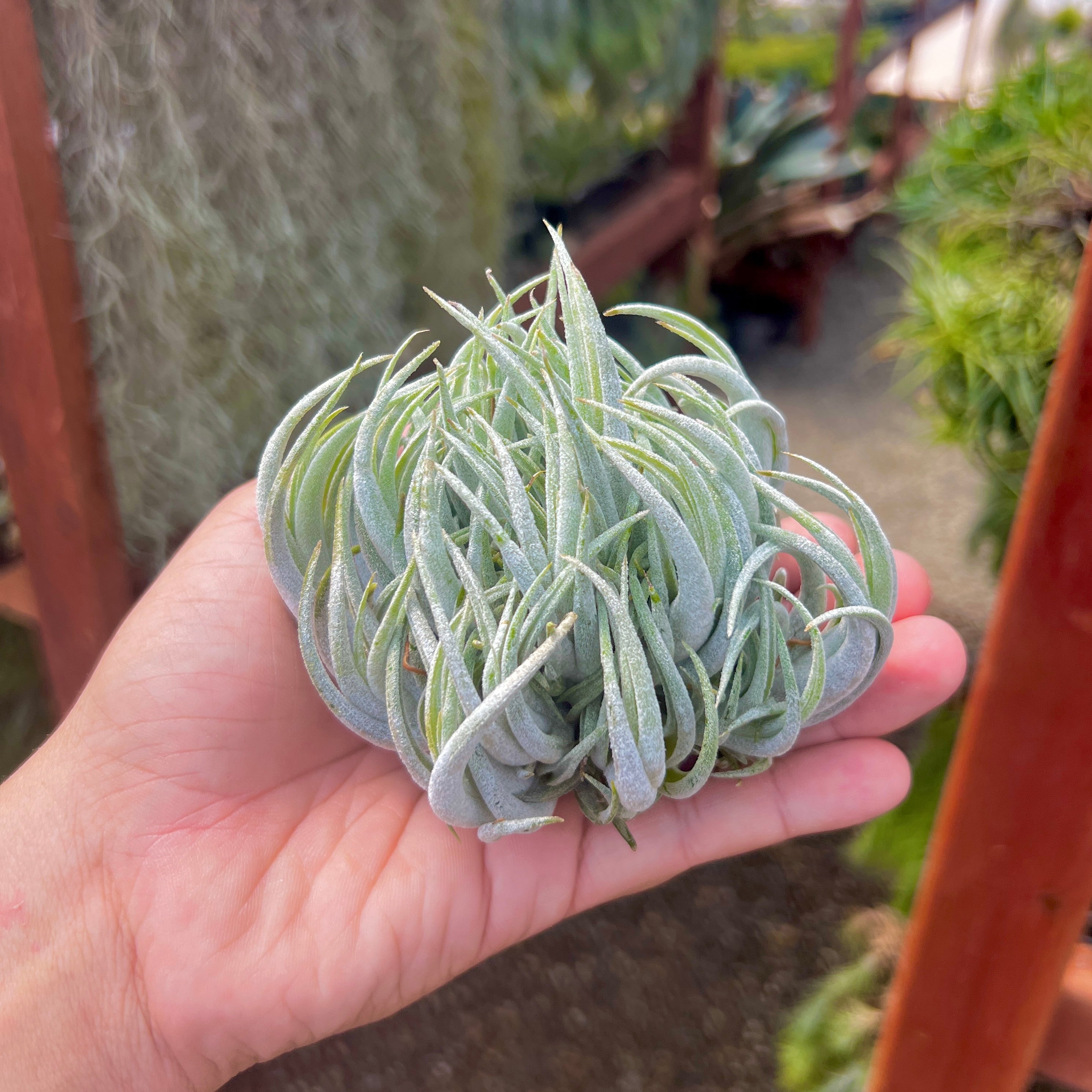 Tillandsia mitlaensis clump air plant large for sale