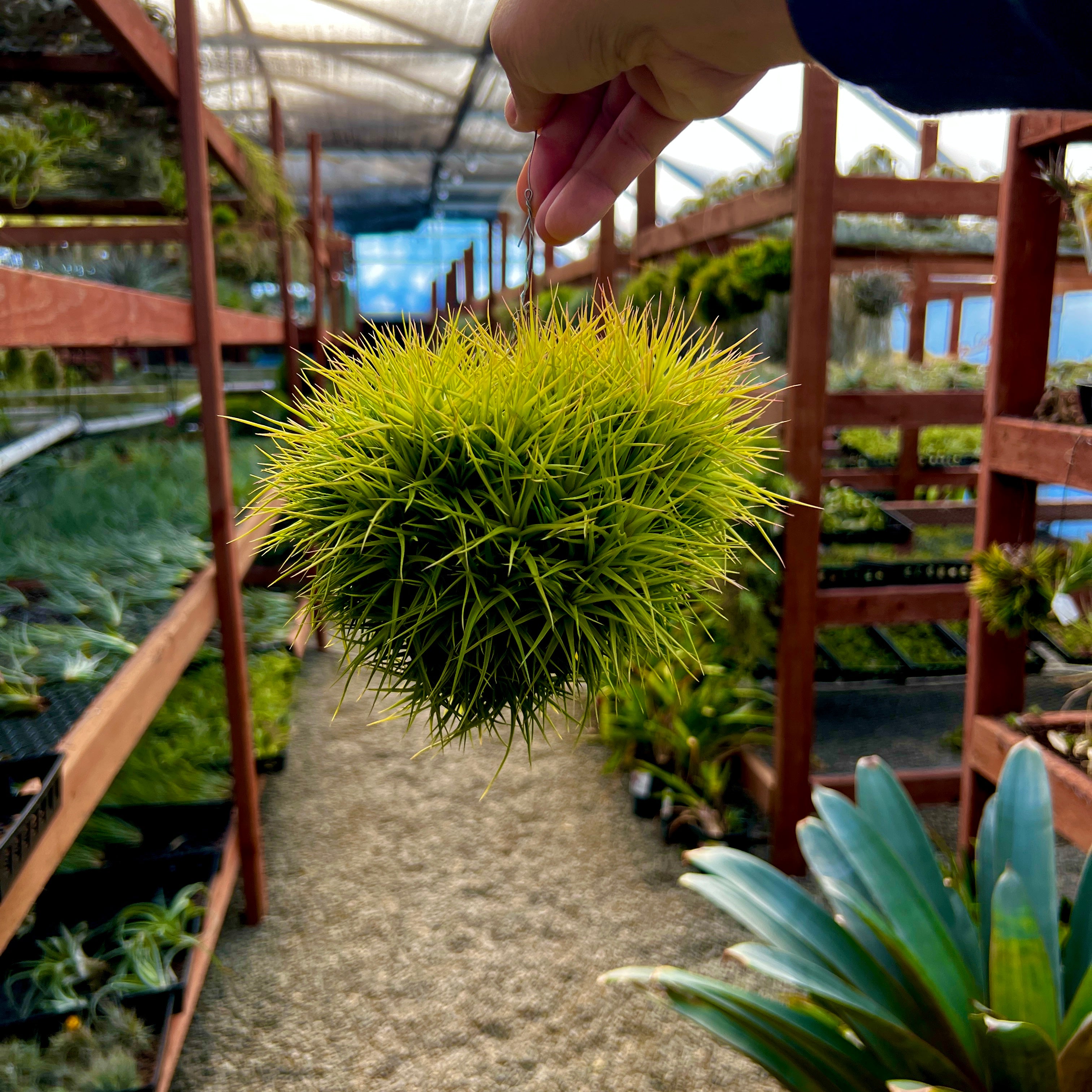 Aeranthos Miniata balls on hanging wire