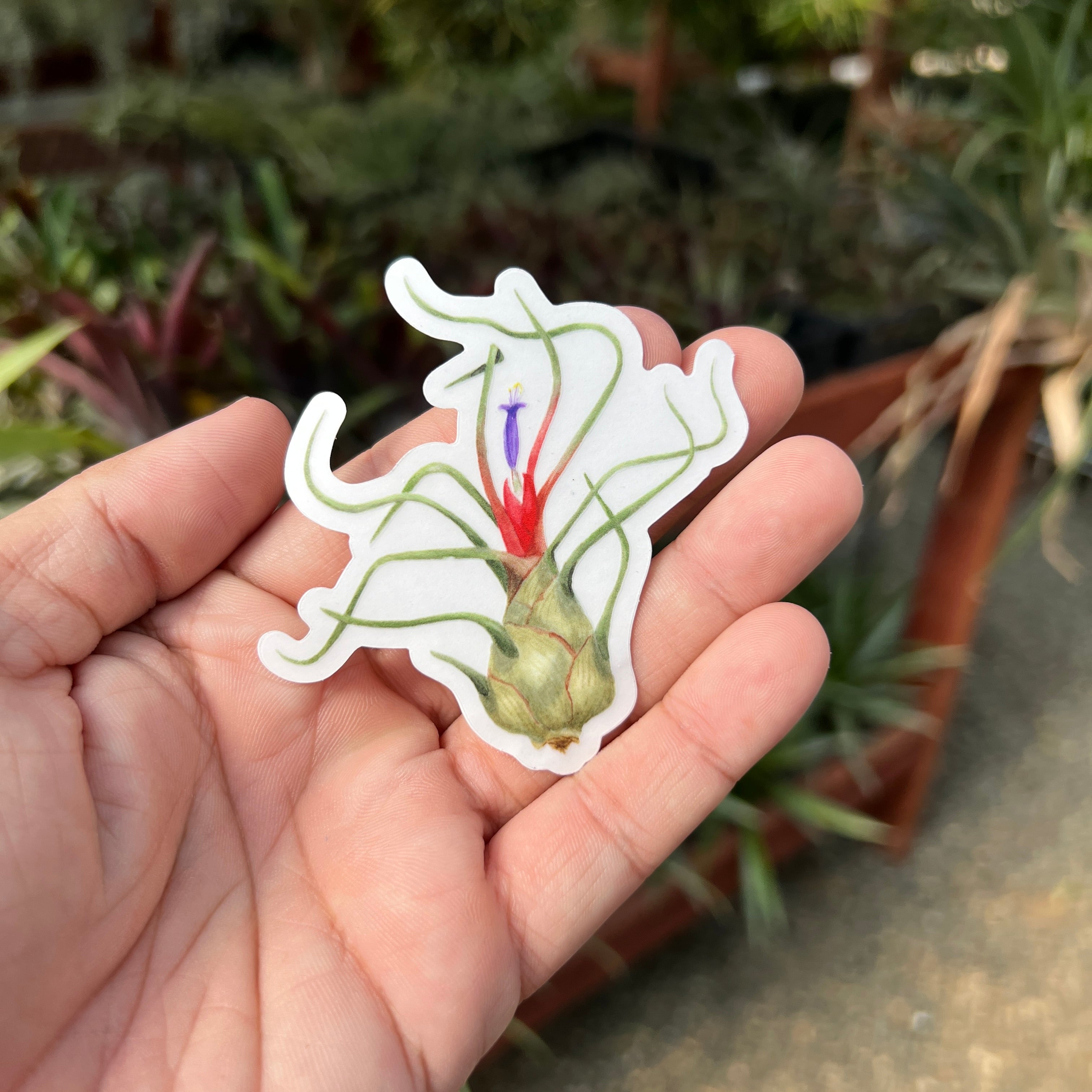 Premium Watercolor Air Plant Sticker With Clear Background <br> (Bulbosa Belize)