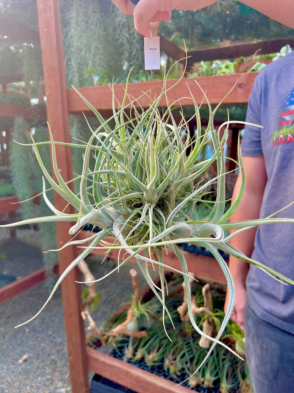 Ehlersiana Large Form Hanging Clump – Air Plant Hub
