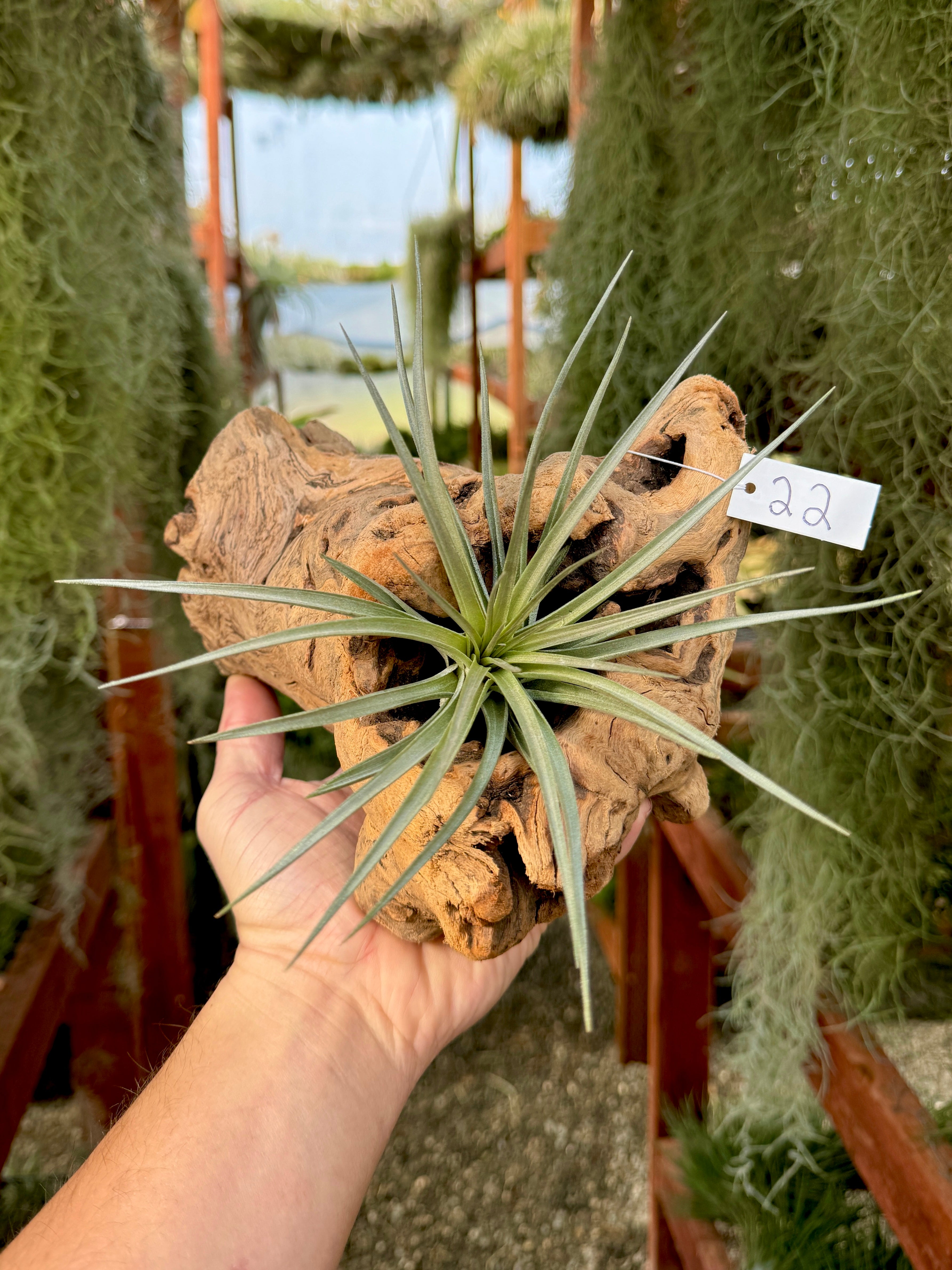 Grapewood Log + Premium Air Plant Display <br> (NEW Options Added 1/14/25)