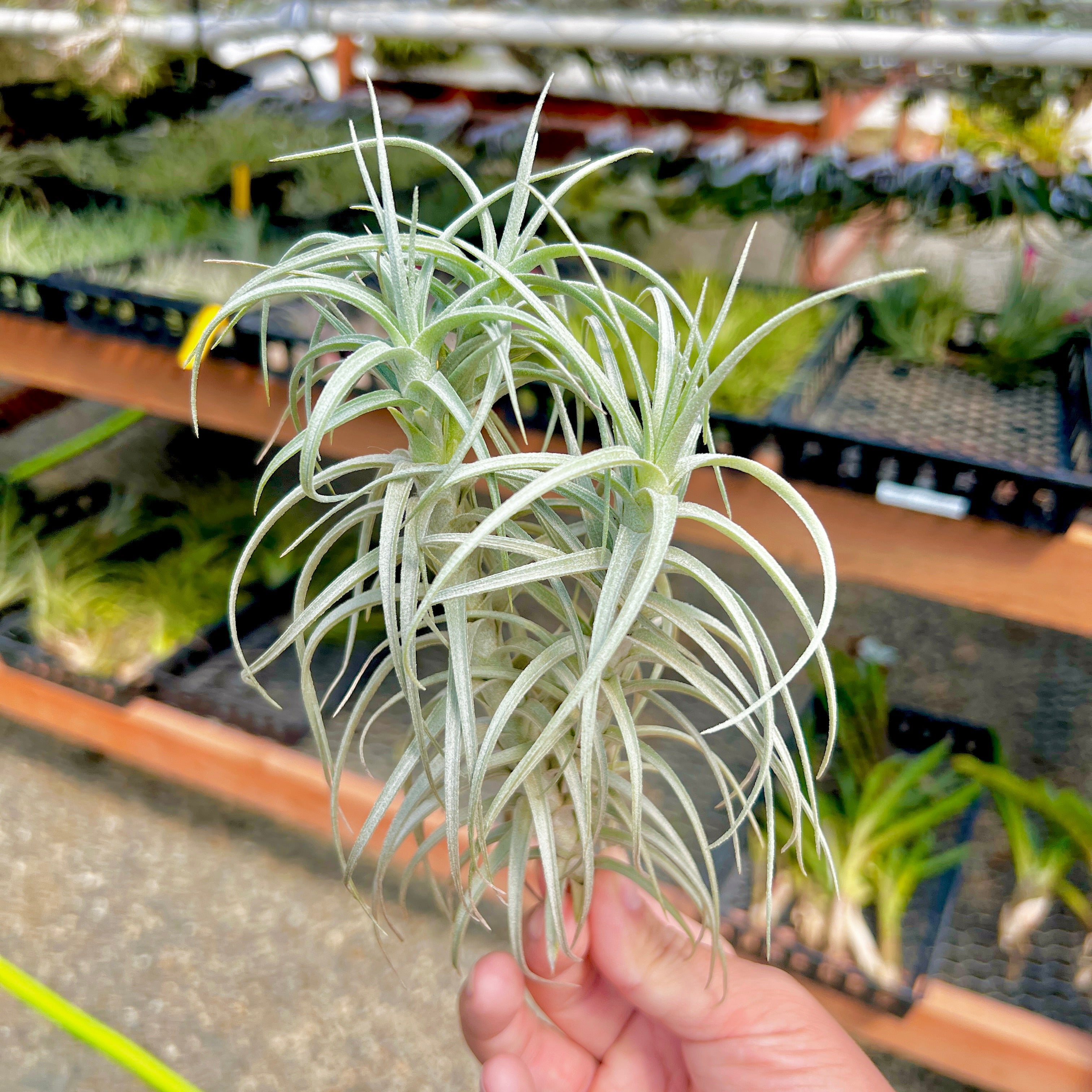 Sweet Isabel (tectorum x paleacea) <br> (SALE!)