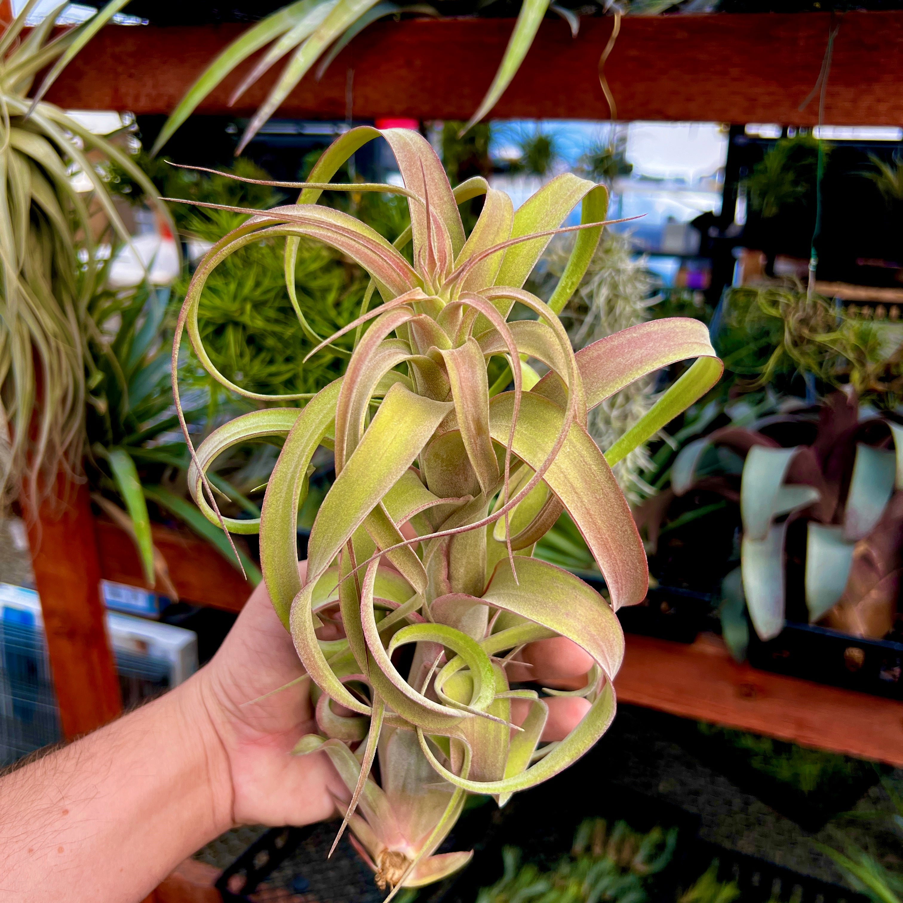 T. ‘Curly Fatso’ BLOOMING (streptophylla x intermedia) <br> Reverse Cross Of Curly Slim!