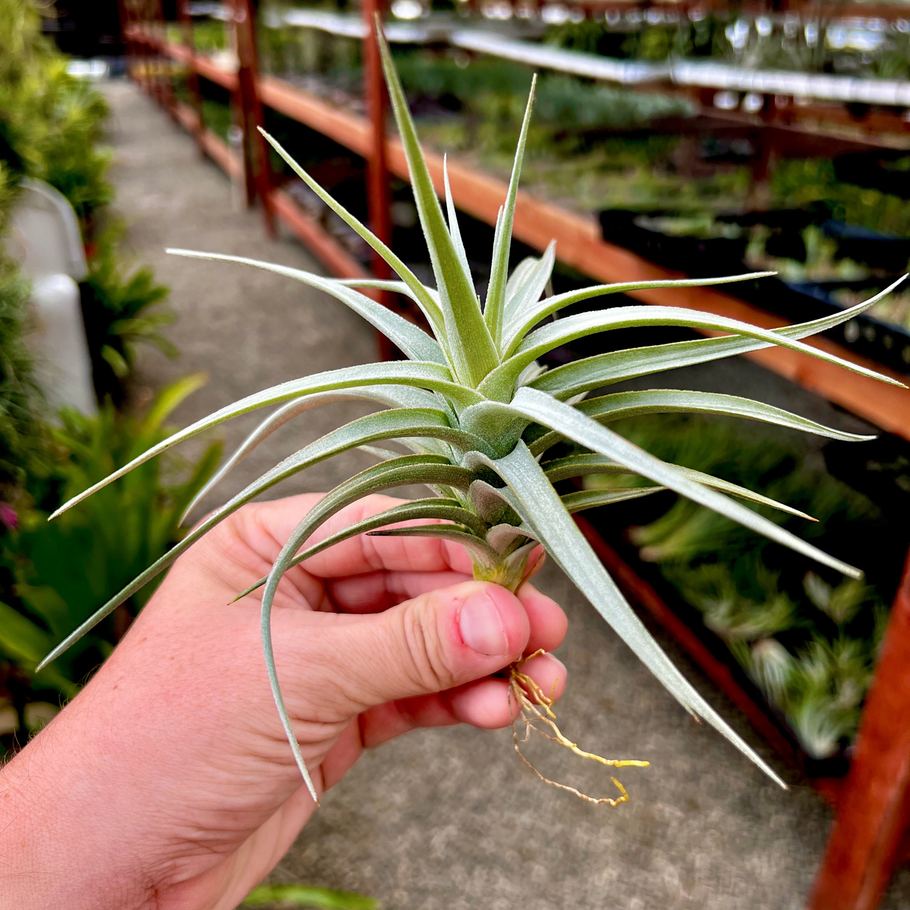 Ixioides Blue Albino