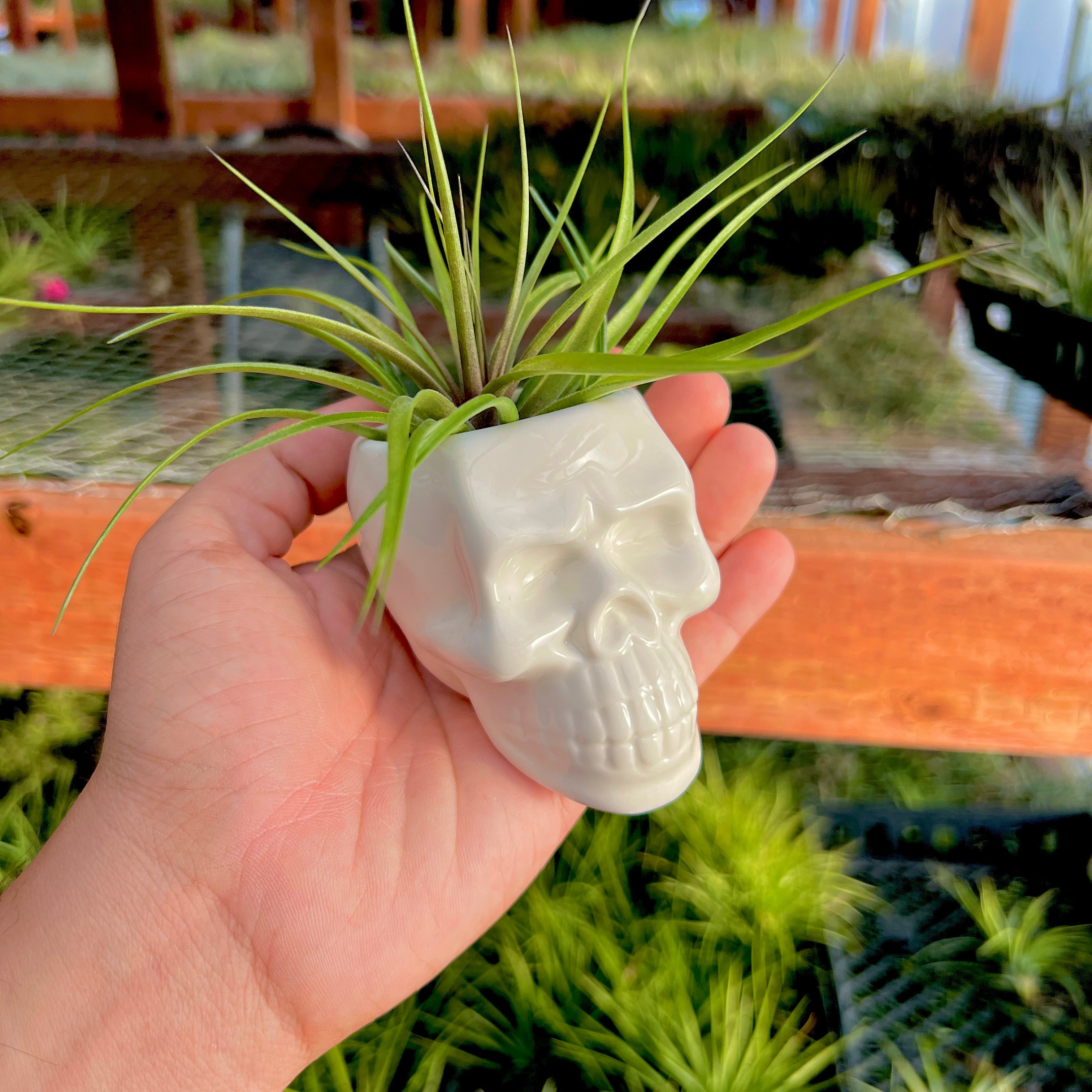 White Skull Ceramic Air Plant Holder <br> (Holder + Air Plant Combo)