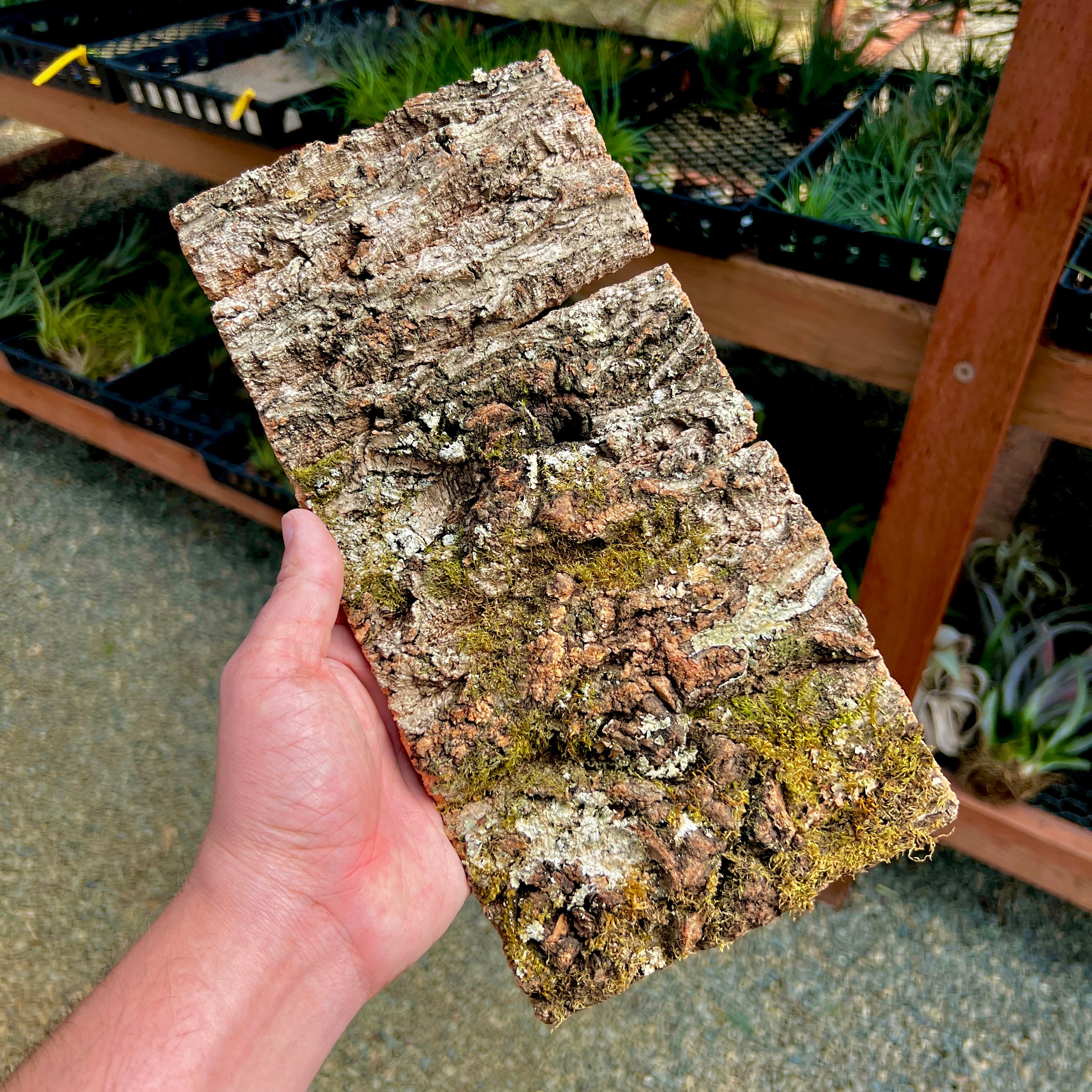 Virgin Cork Bark Flats (Medium) <br> Perfect For Mounting Or Terrarium Backdrops