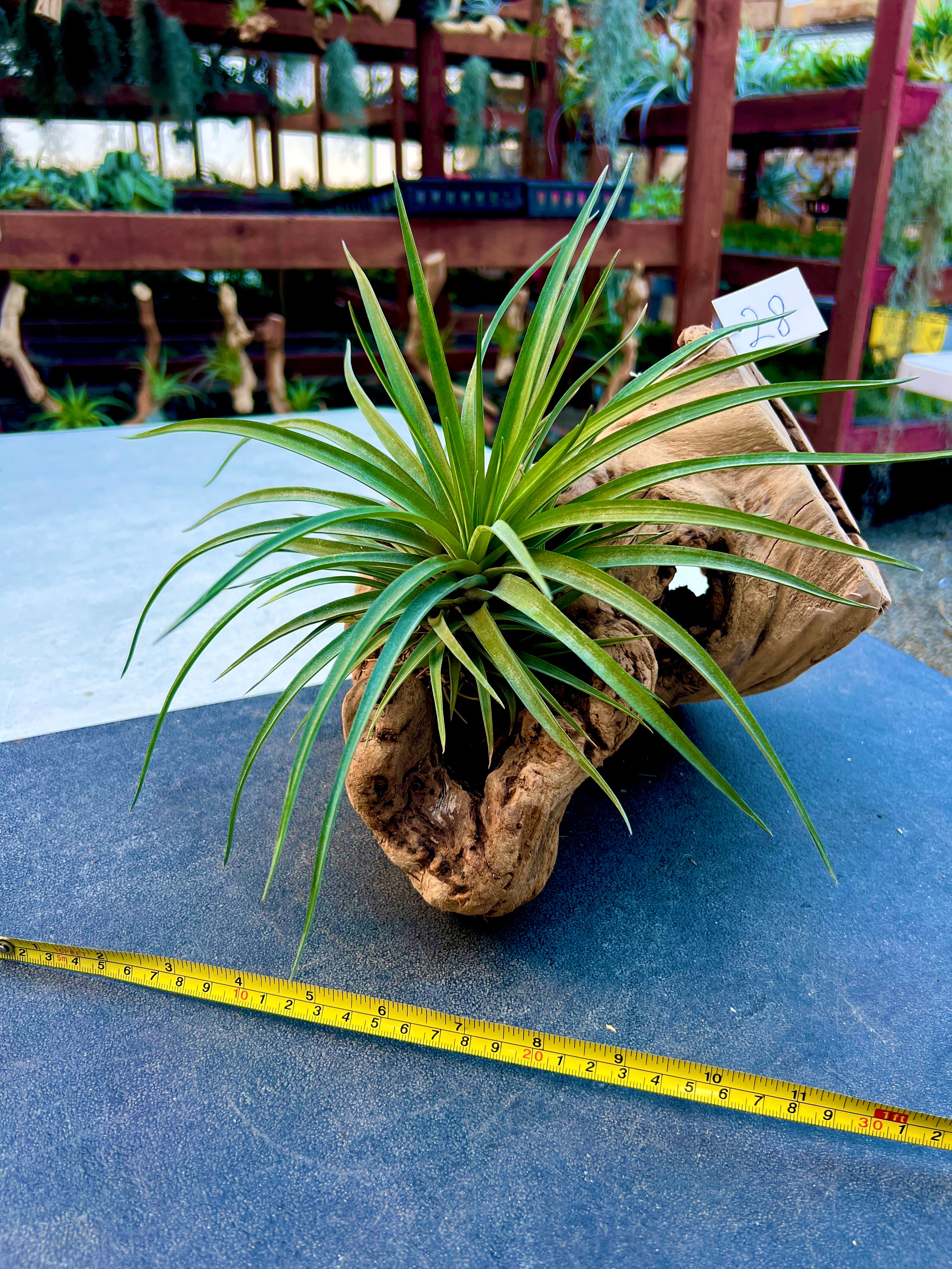 Grapewood Log + Premium Air Plant Display <br> (NEW Options Added 3/22/25)