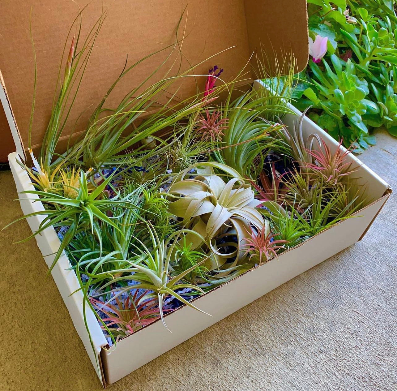 Beautiful colorful air plant tillandsia mix for sale displayed in a box