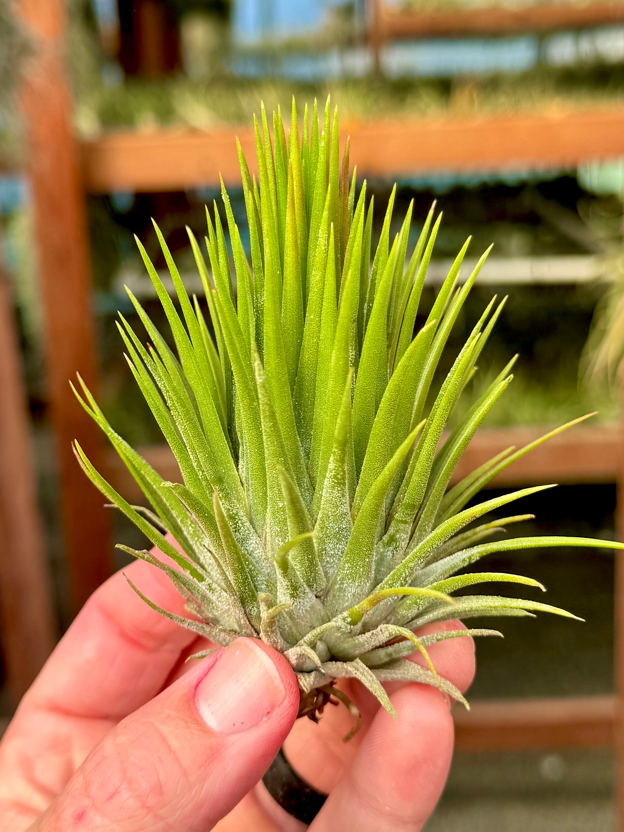 Ionantha Hand Grenade