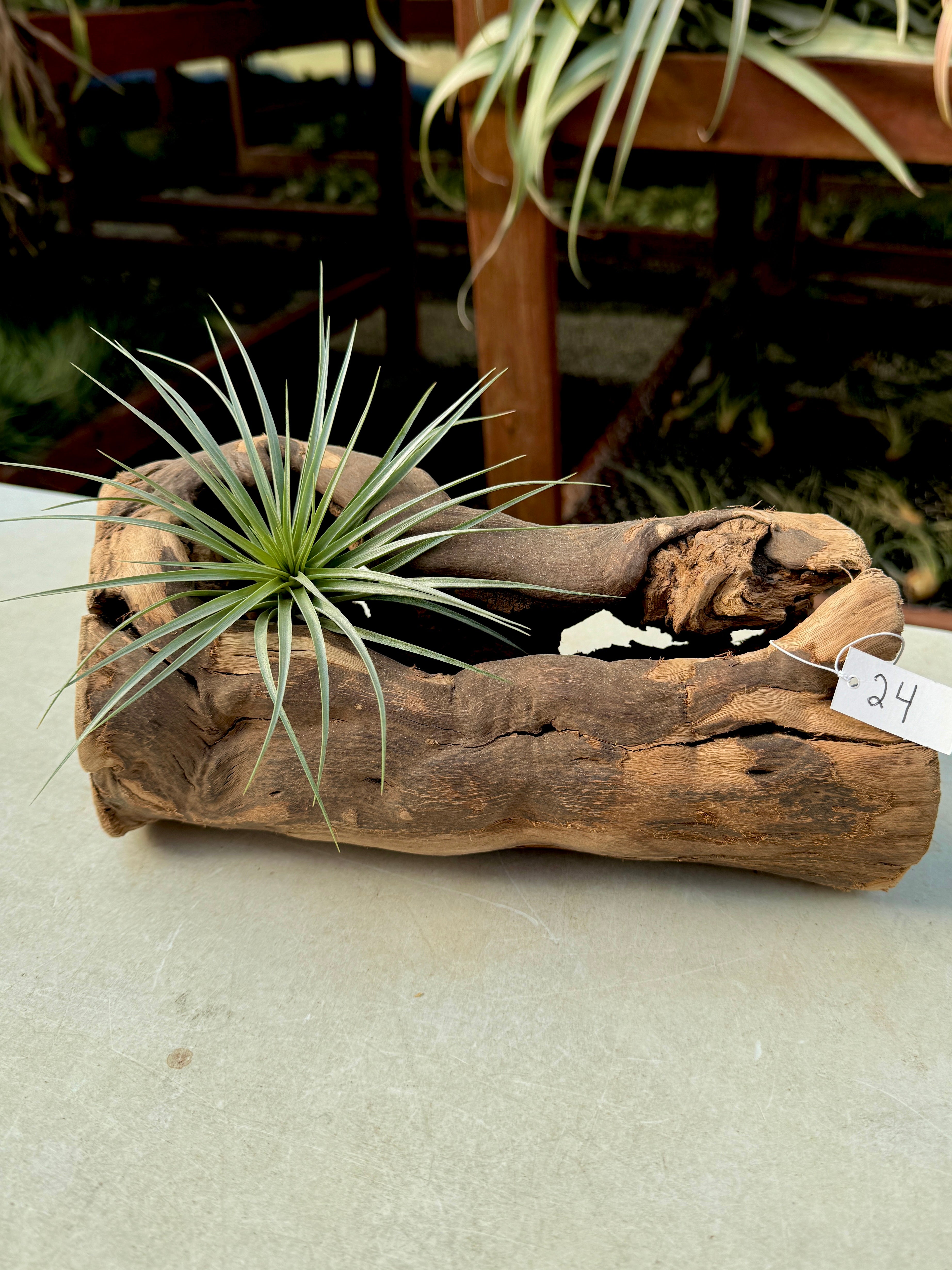 Grapewood Log + Premium Air Plant Display <br> (NEW Options Added 1/14/25)