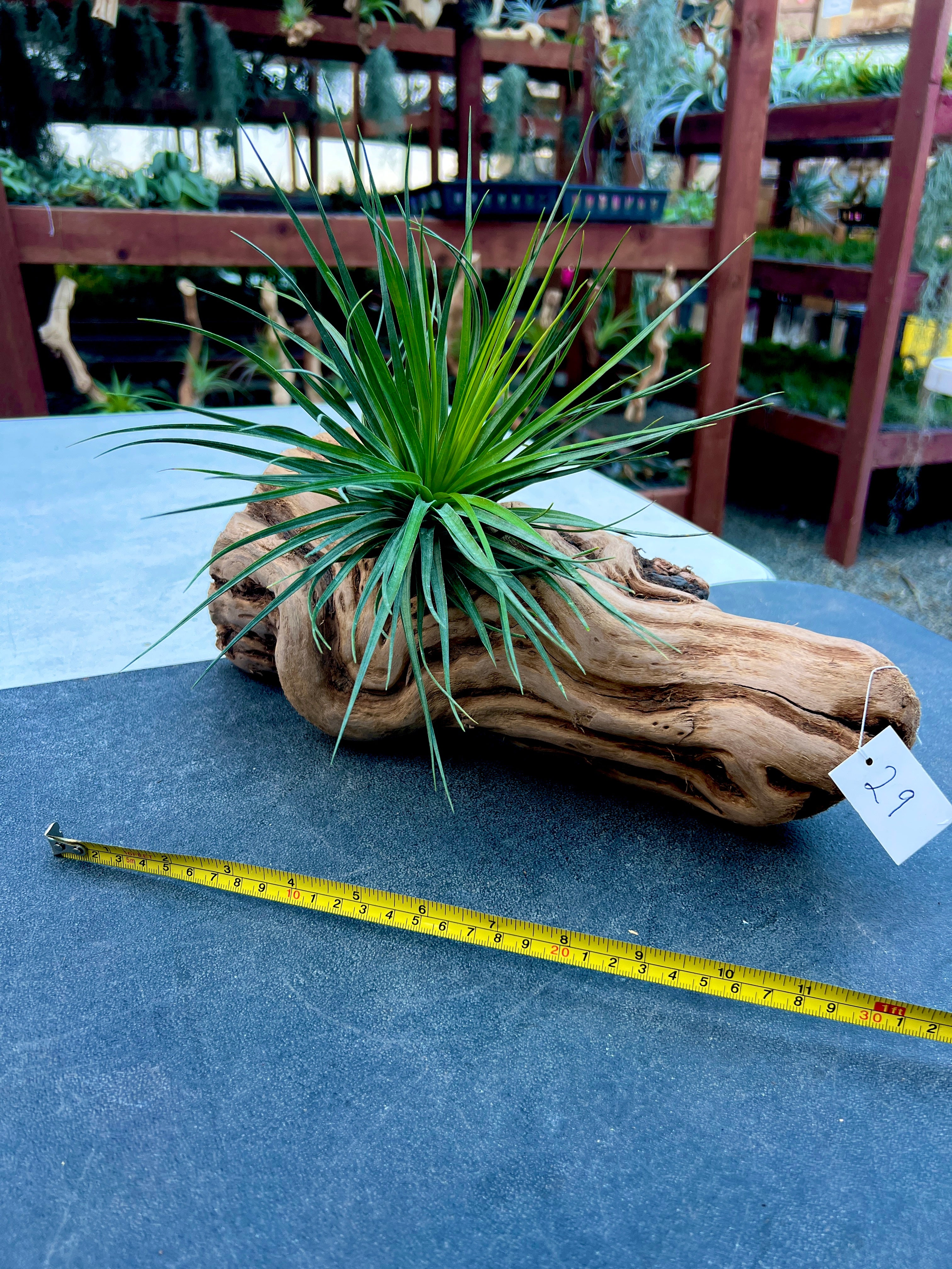 Grapewood Log + Premium Air Plant Display <br> (NEW Options Added 3/22/25)