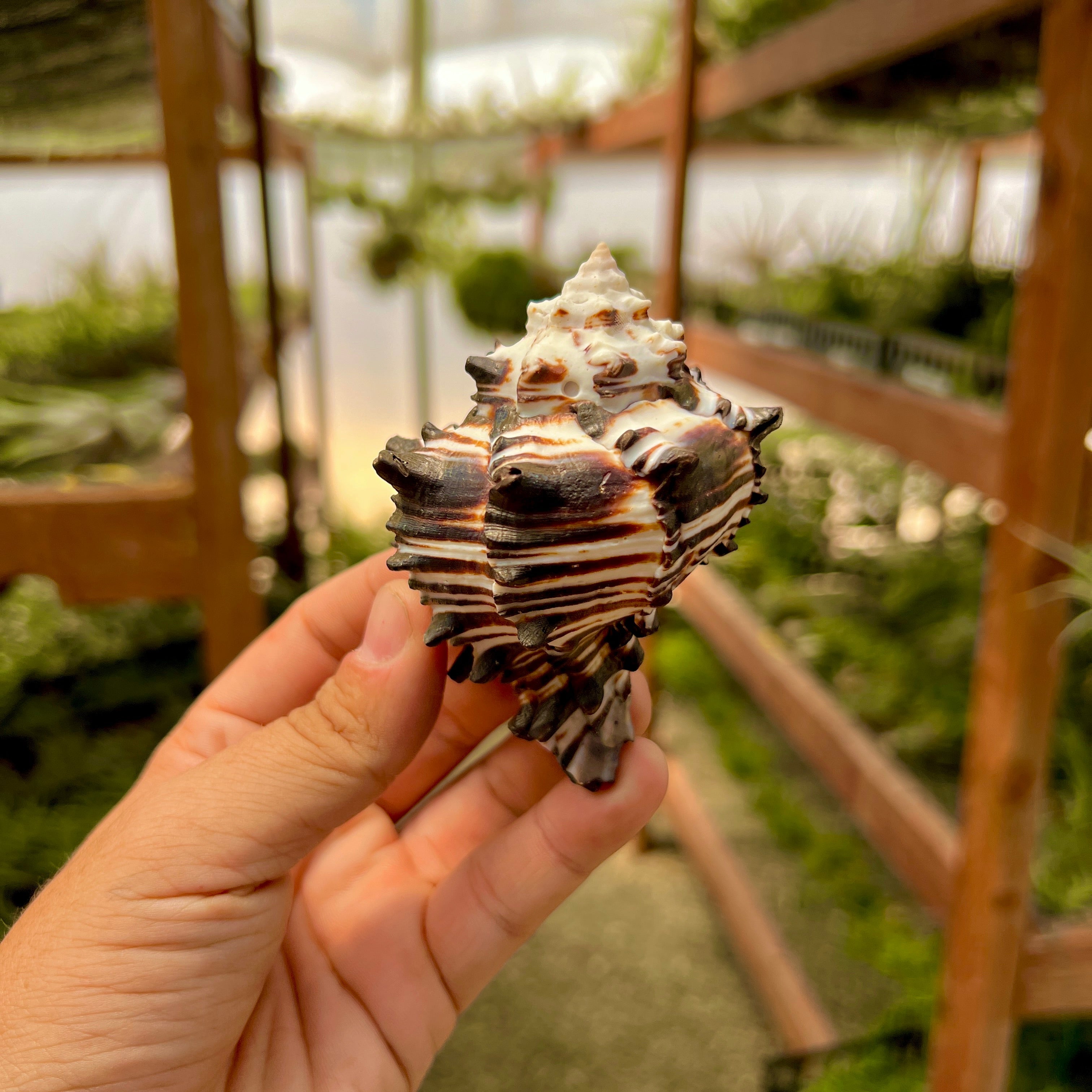 貝殻 Zebra Murex Shell Regular – Air Plant Hub