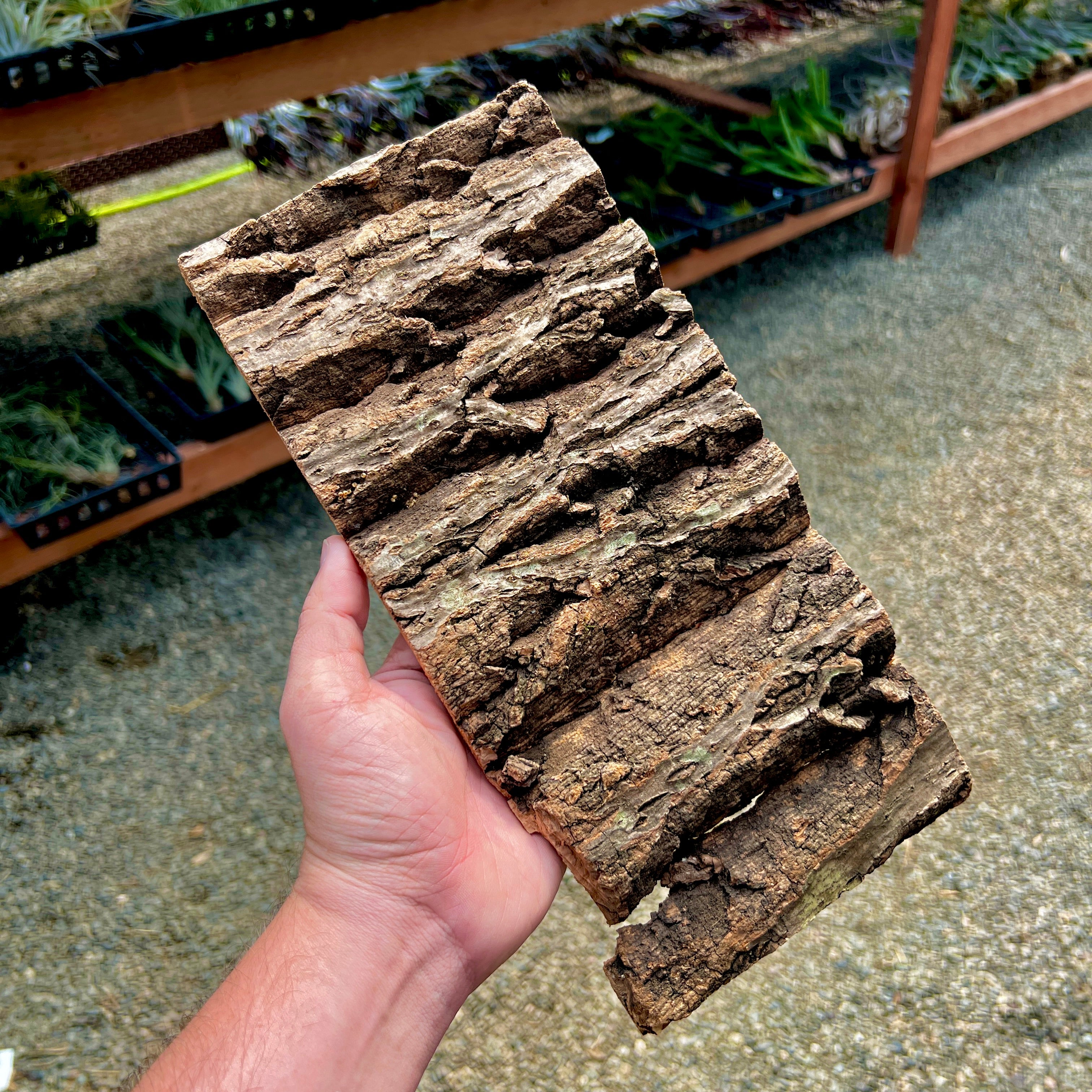 Virgin Cork Bark Flats (Medium) <br> Perfect For Mounting Or Terrarium Backdrops