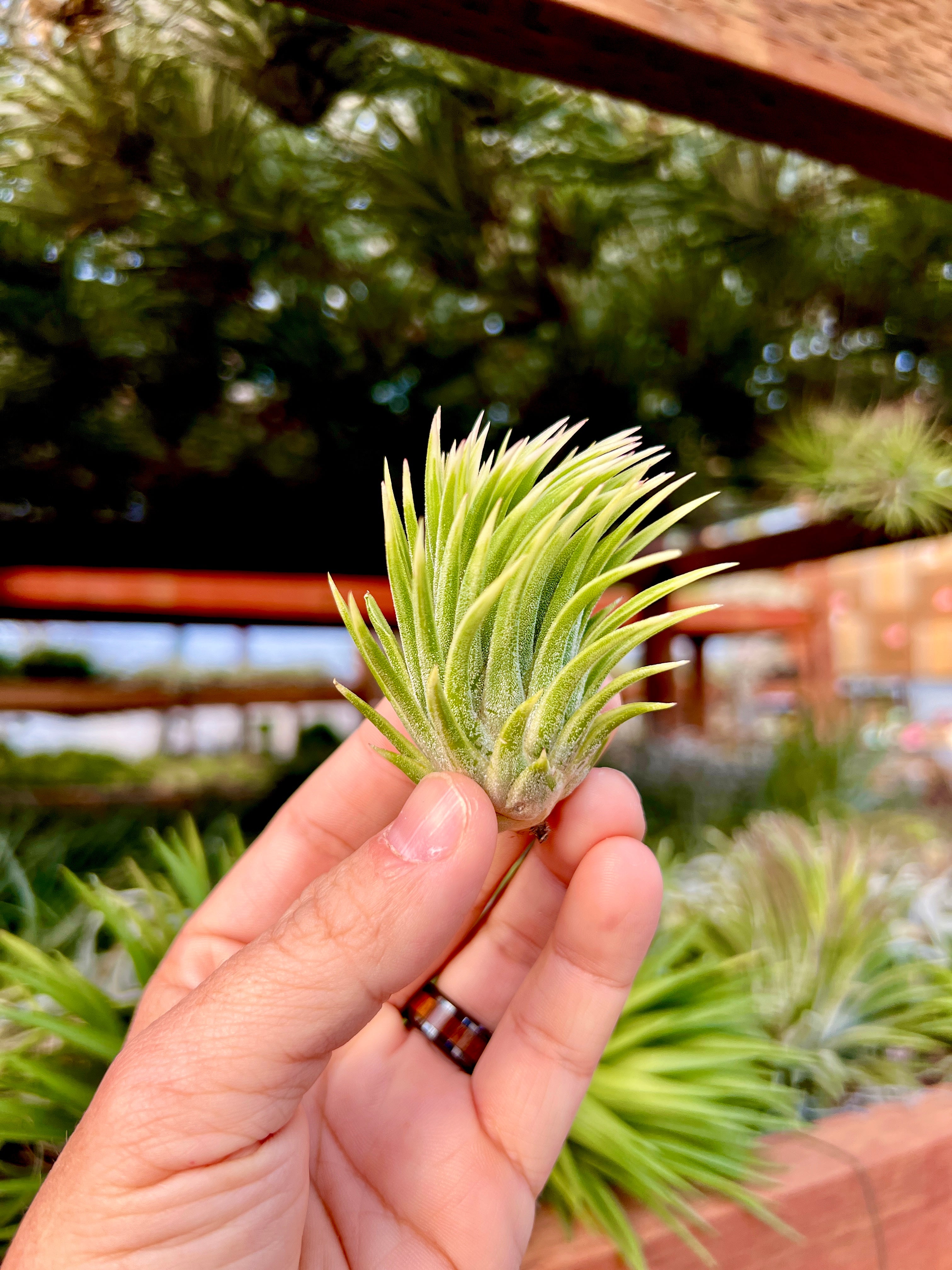 Ionantha Albo-Marginata