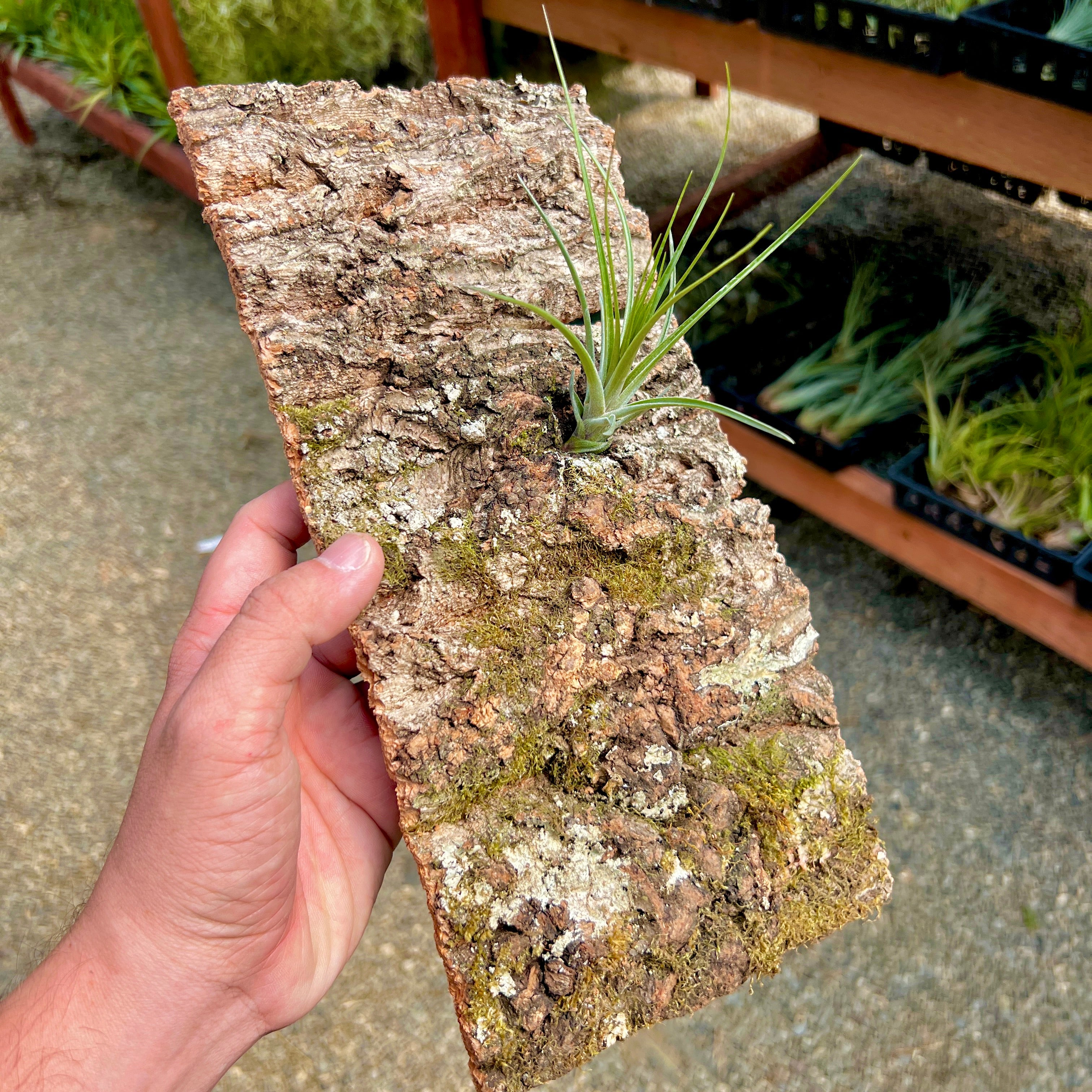 how to attach air plants to cork bark Virgin Cork Bark Flats (Medium) , Perfect For Mounting Or Terrarium Backdrops