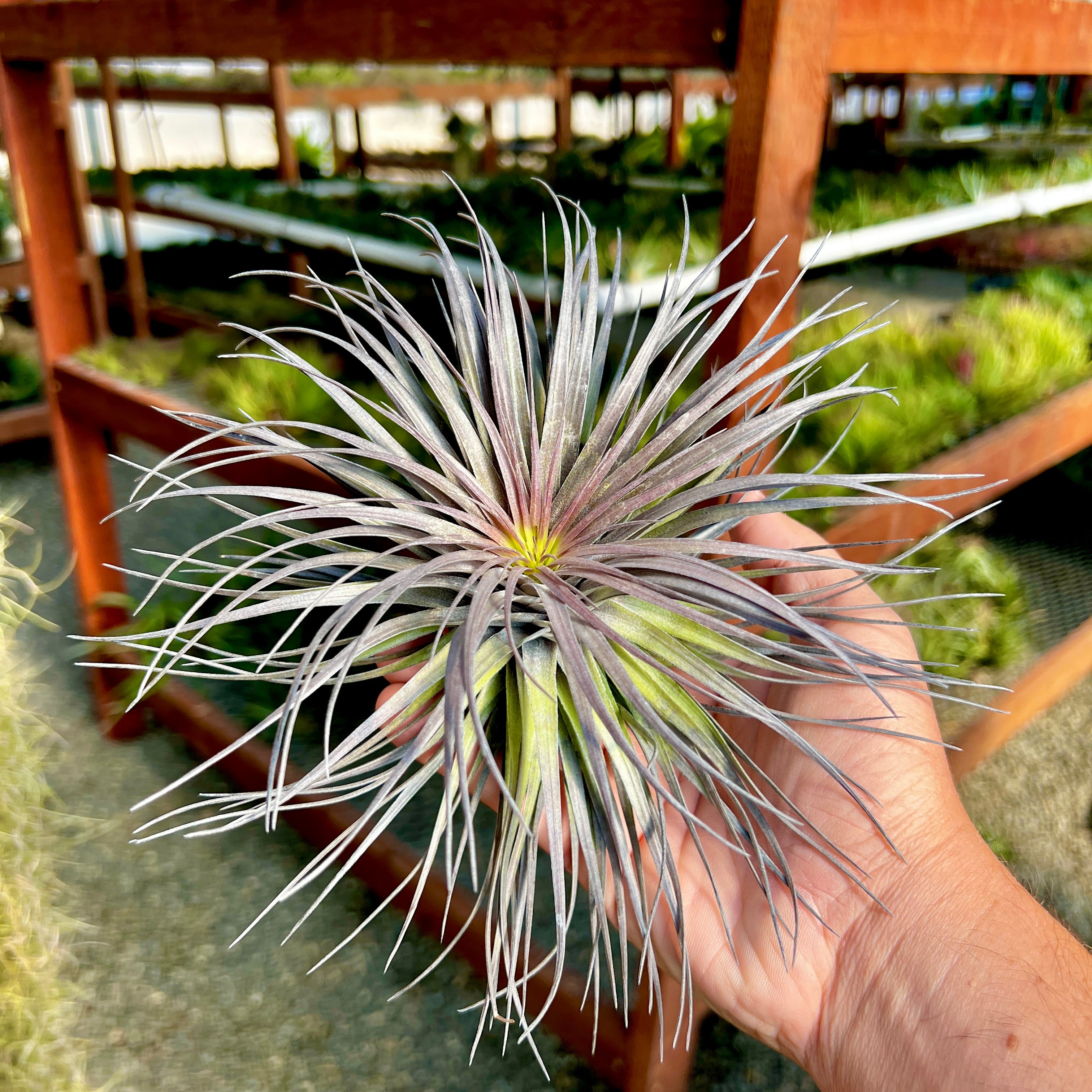 Stricta Iridescent