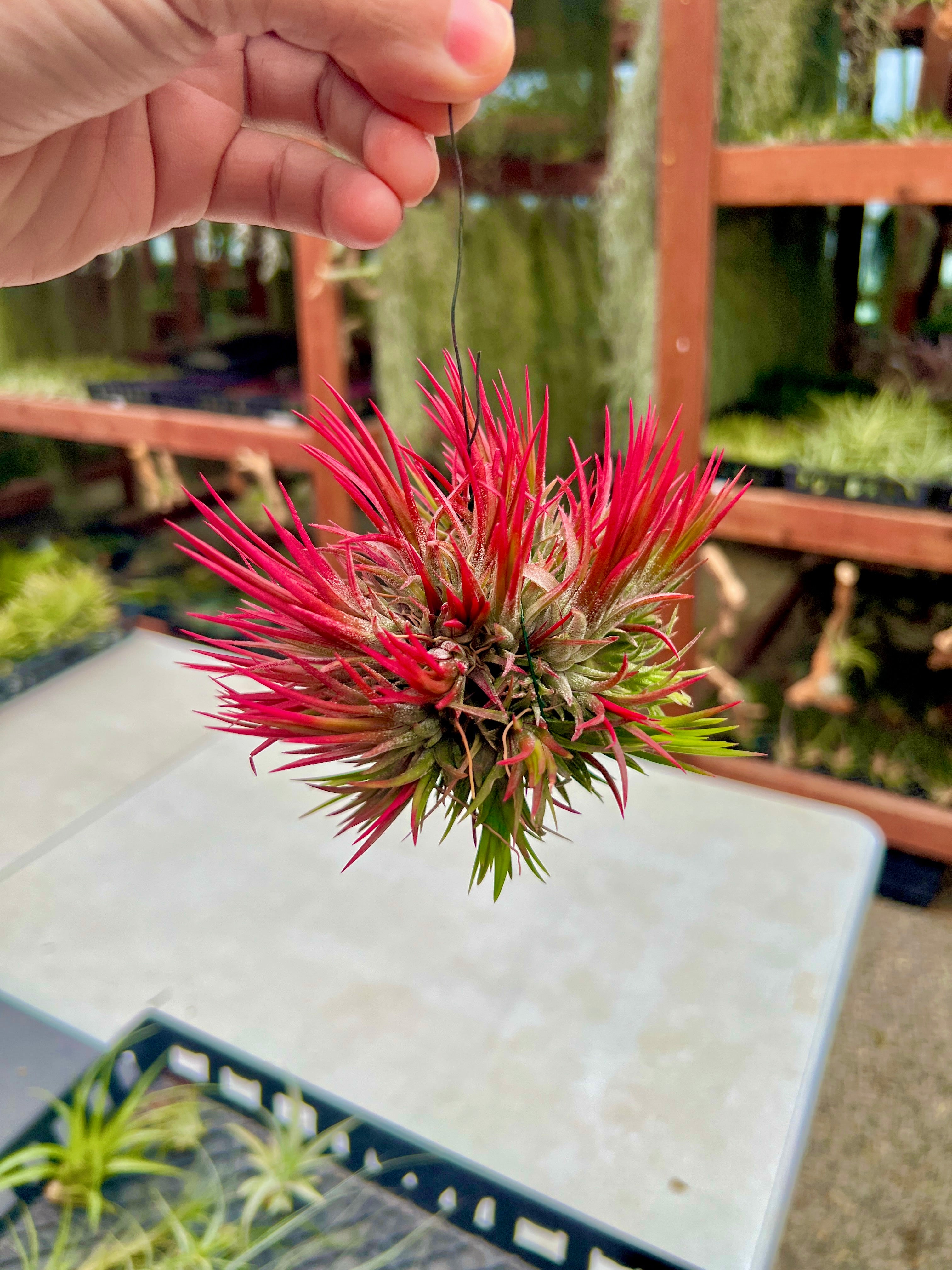 XL デンス イオナンタ 吊り下げ標本