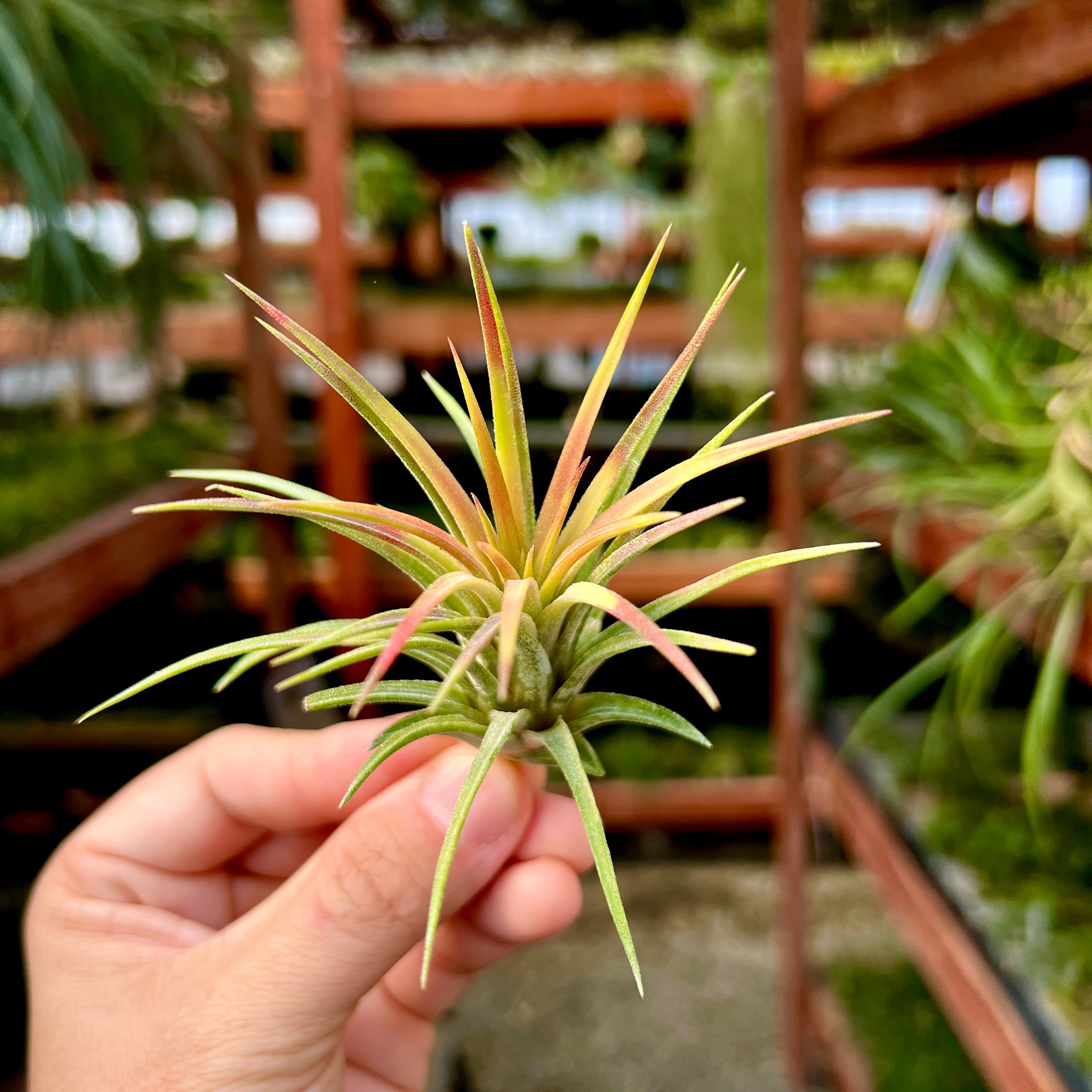 Ionantha Mardi Gras