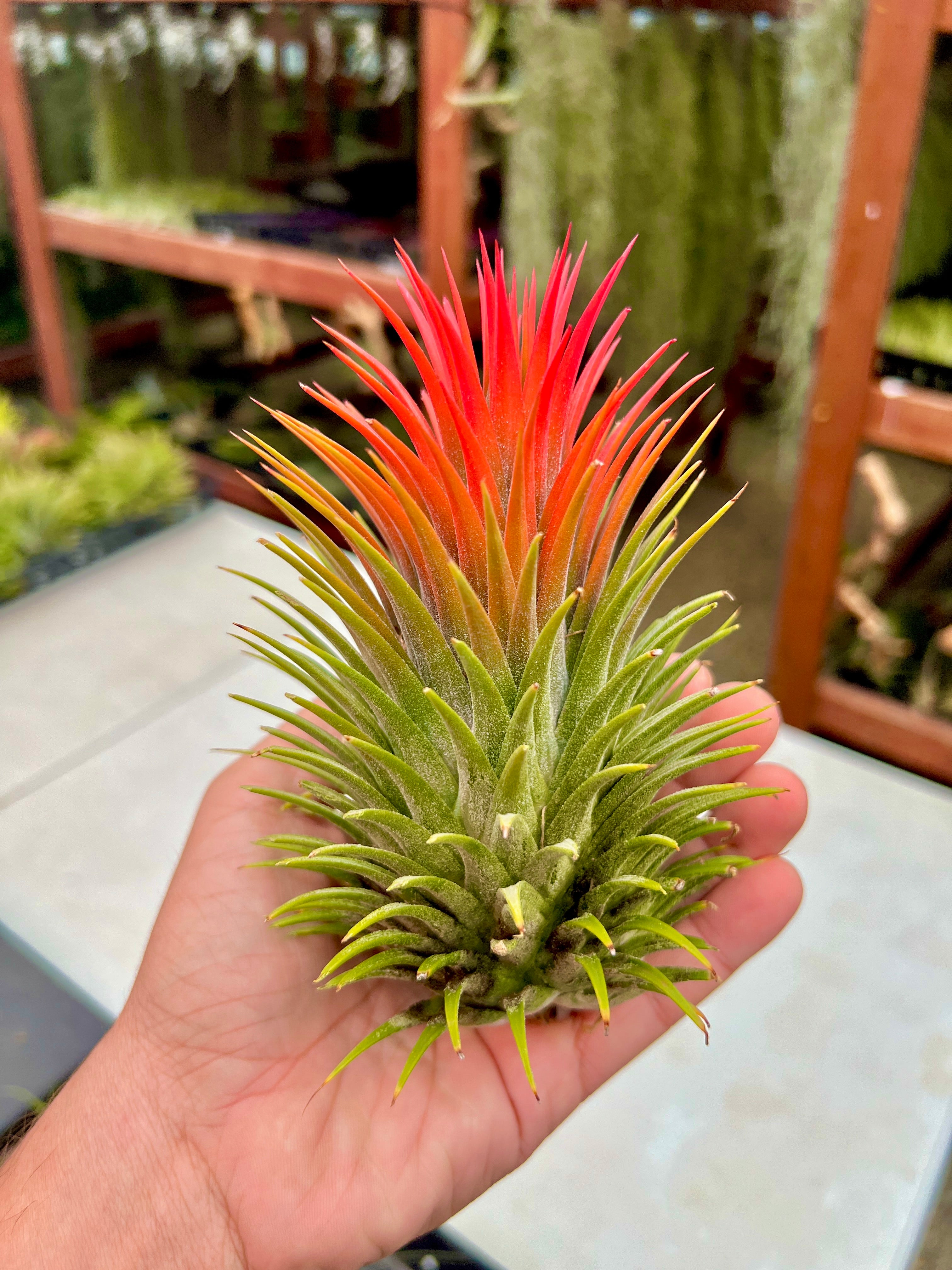 XL プレミアム イオナンサ セレクション