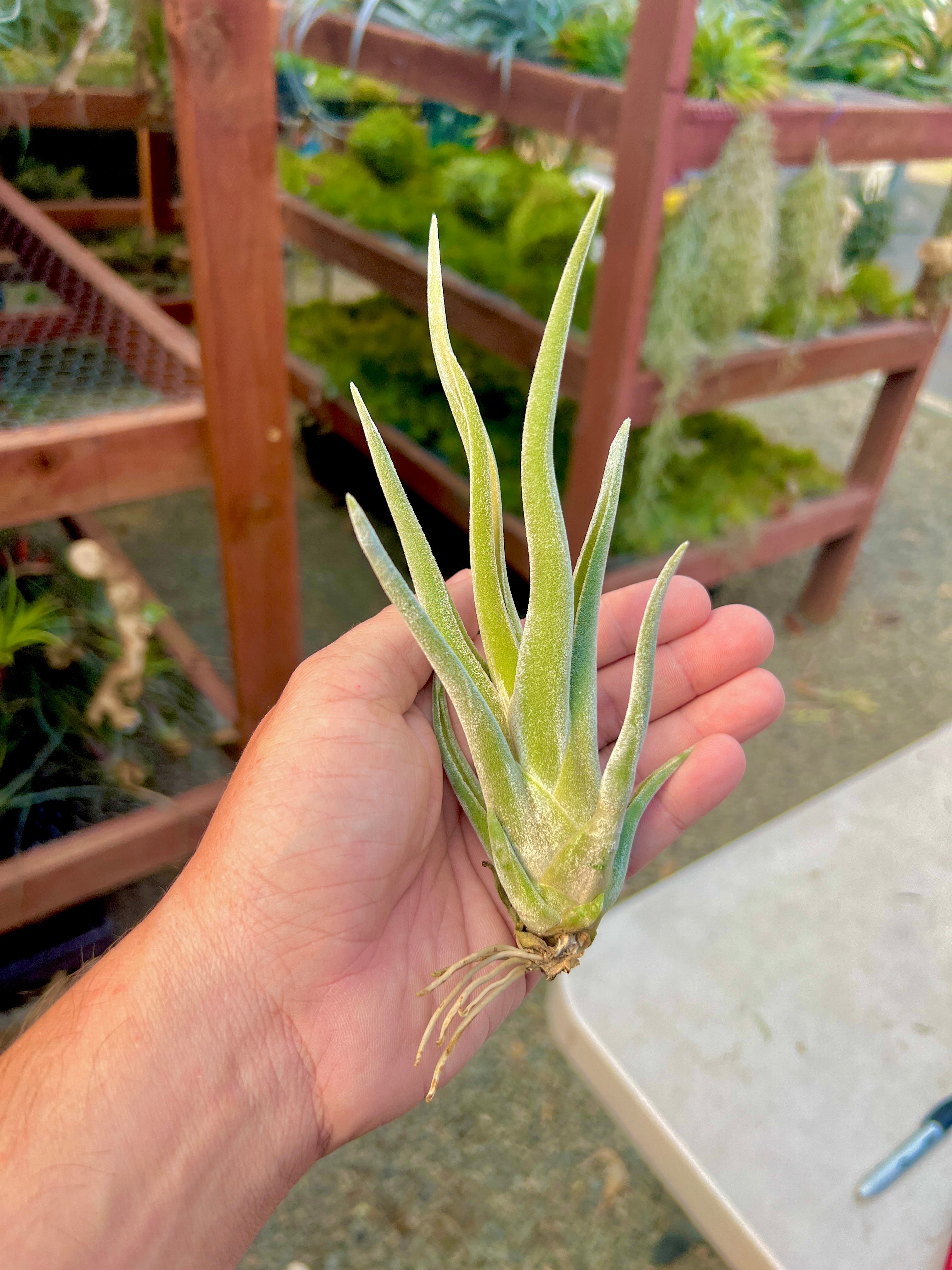 ブロメリア・エアープランツ Tillandsia caput-medusae White Dwarf Caput White Dwarf – Air Plant Hub
