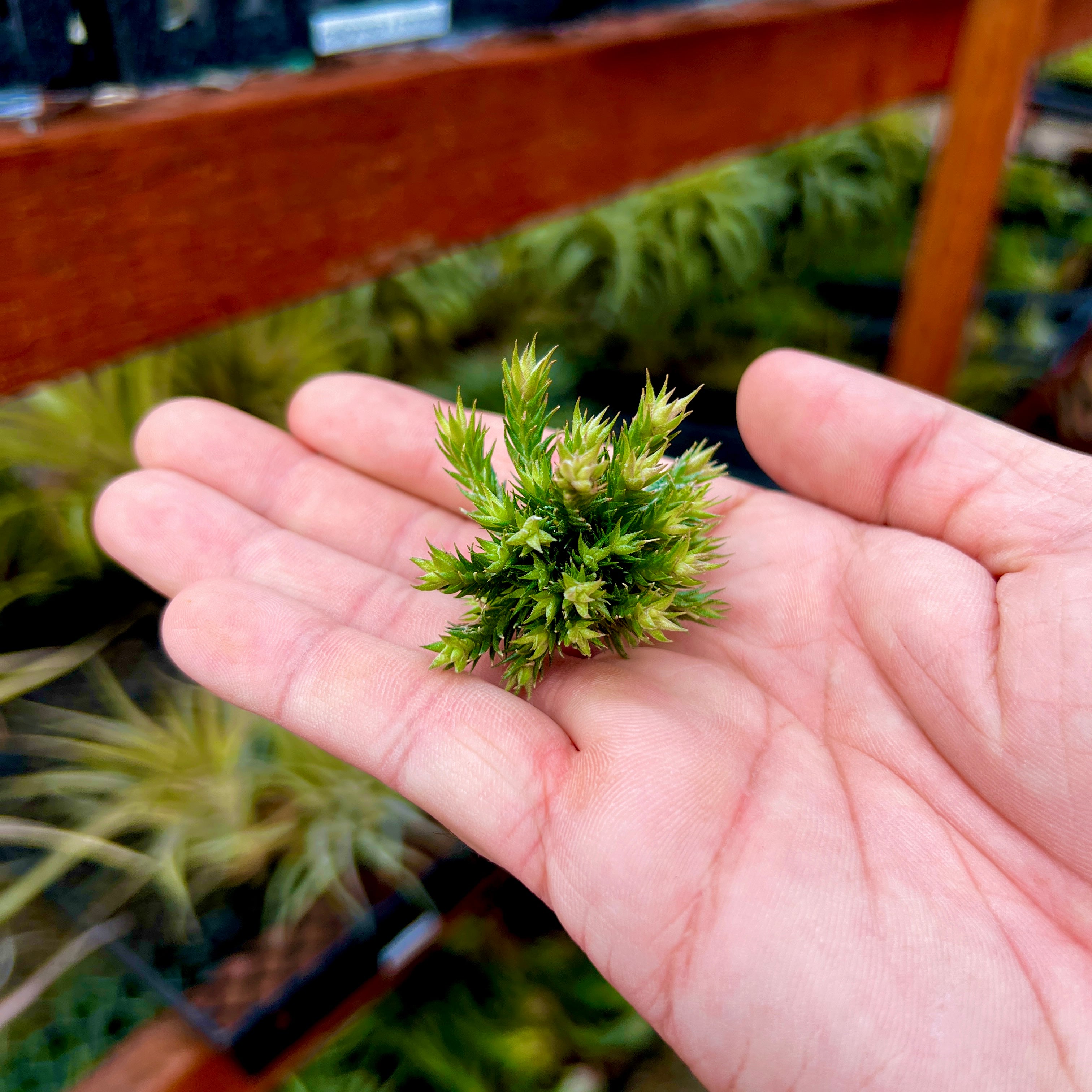 Pedicellata Clump (Miniature Species)