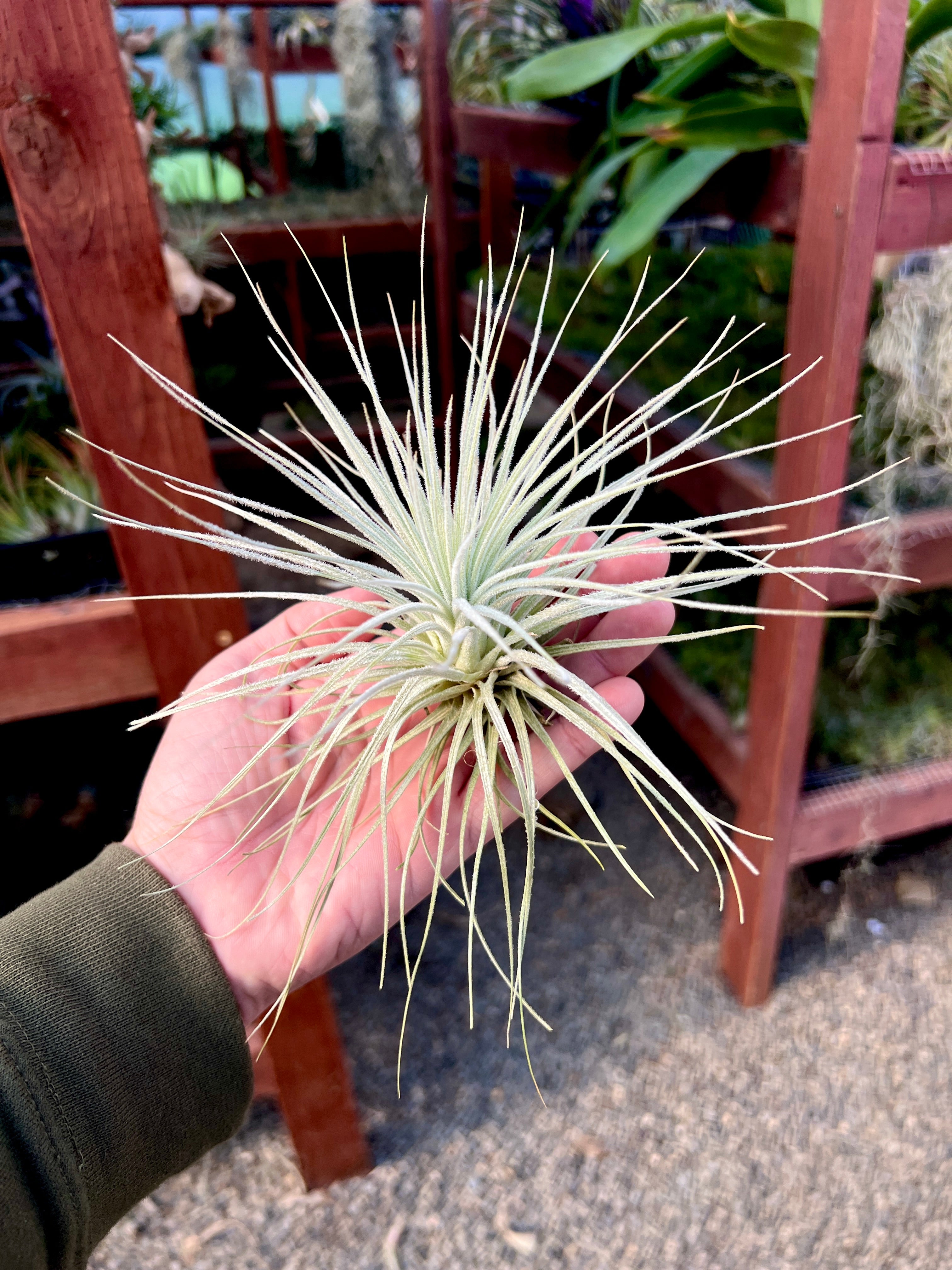 テクトラム ペルー ラージ – Air Plant Hub
