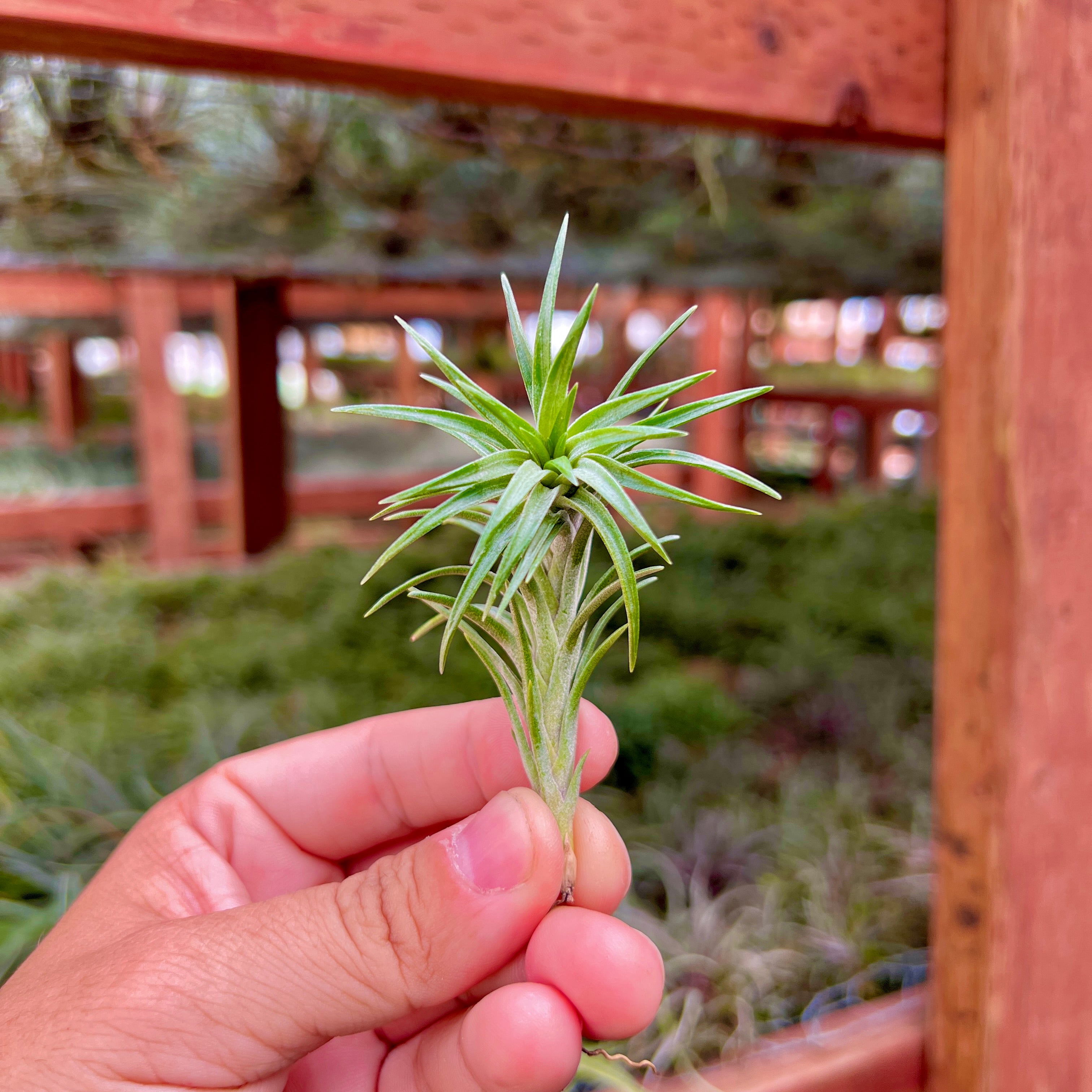 aura creations air plants Araujei Open Form Small