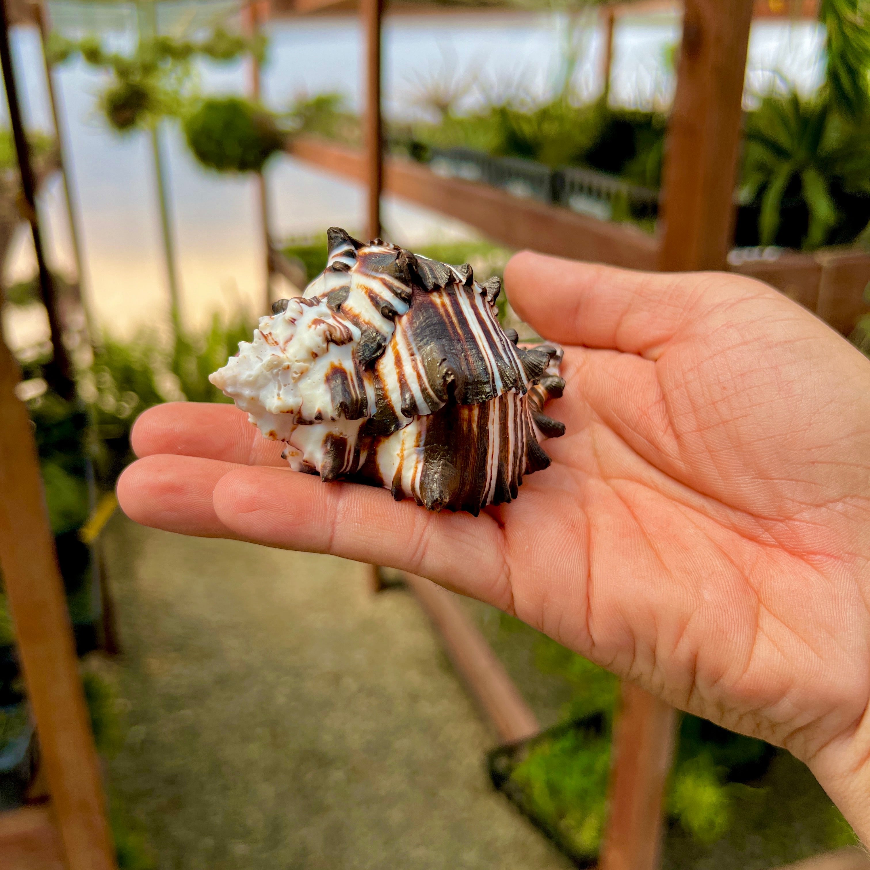 貝殻 Maurea Muriellae 貝殻 Maurea Muriellae