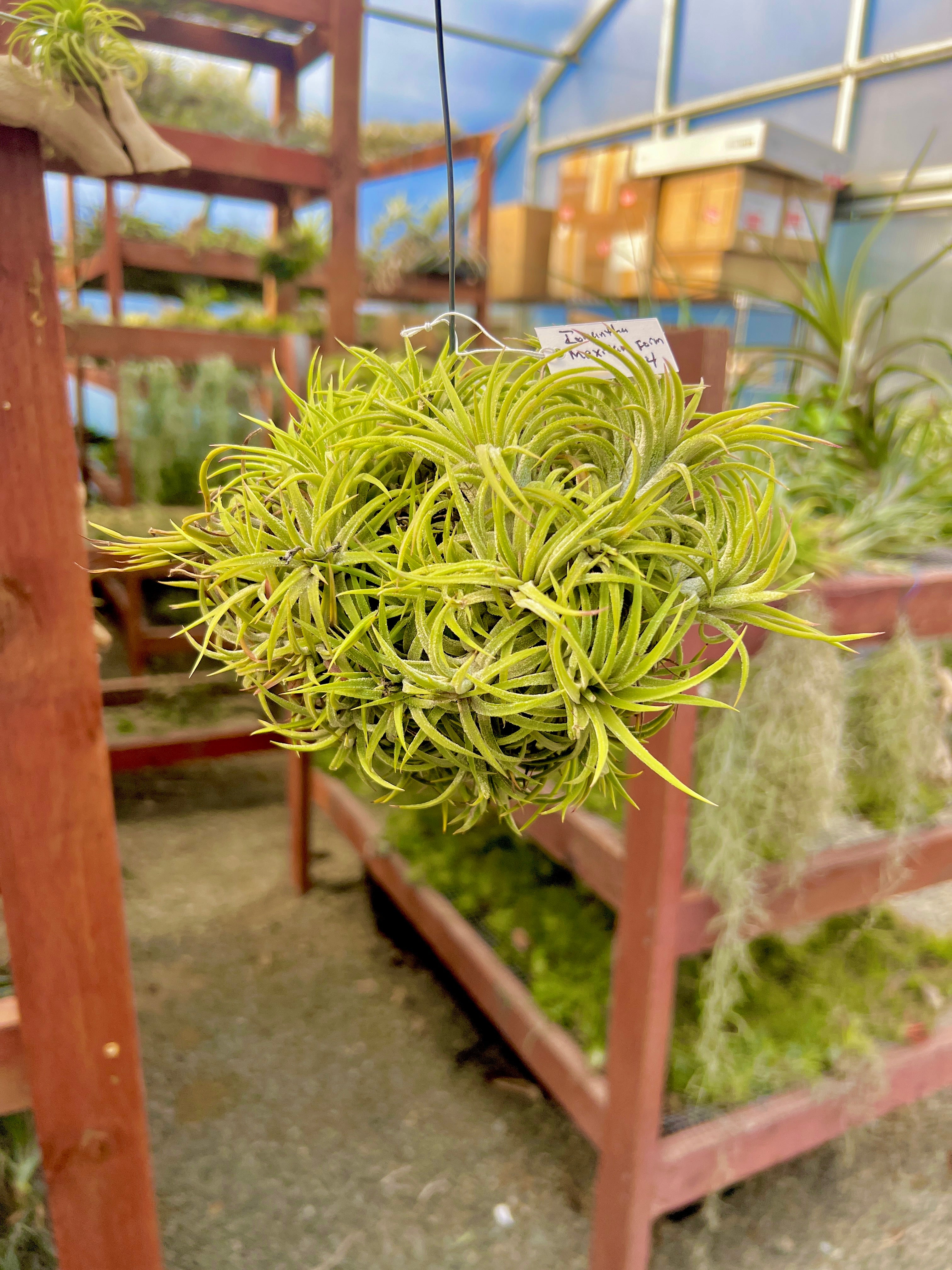 XL デンス イオナンタ 吊り下げ標本