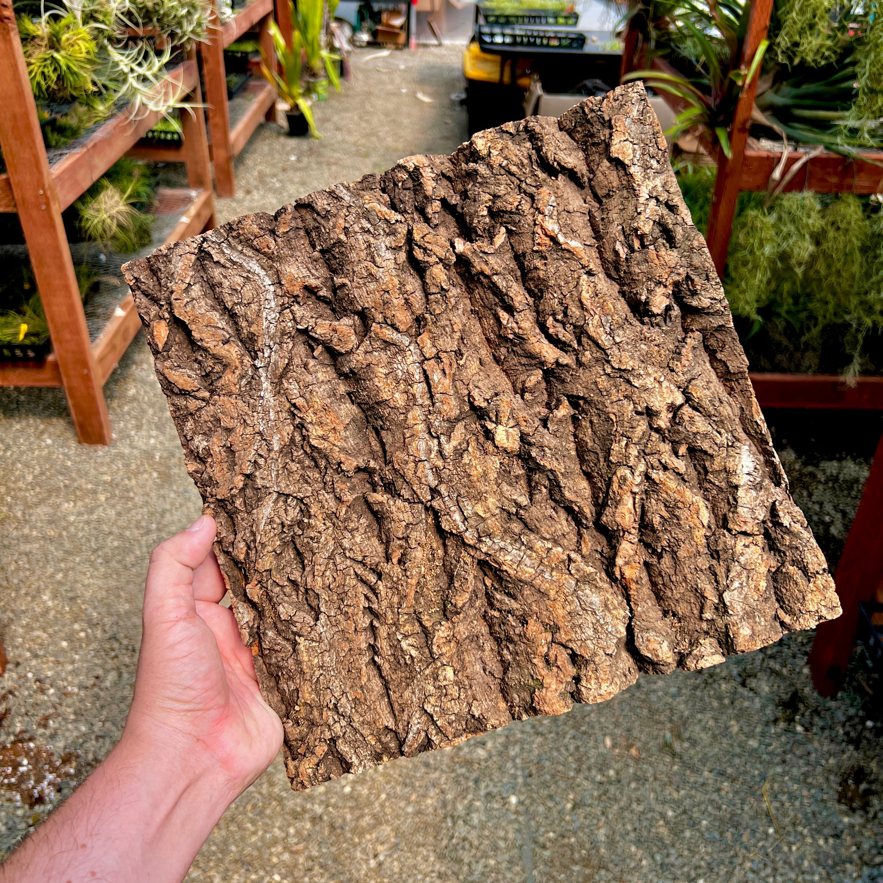 Virgin Cork Bark Flats (Large) <br> Perfect For Mounting Or Terrarium Backdrops