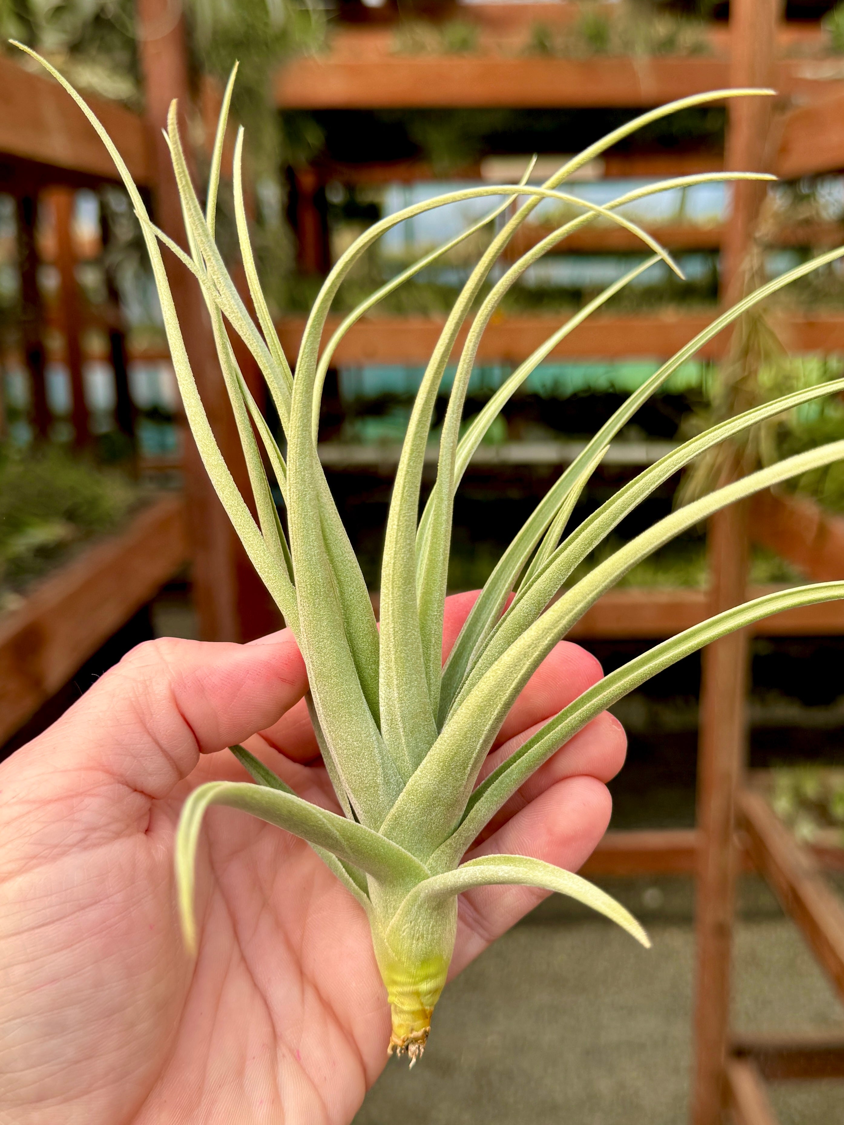 Ixioides x Reichenbachii (Fragrant When In Bloom!) – Air Plant Hub