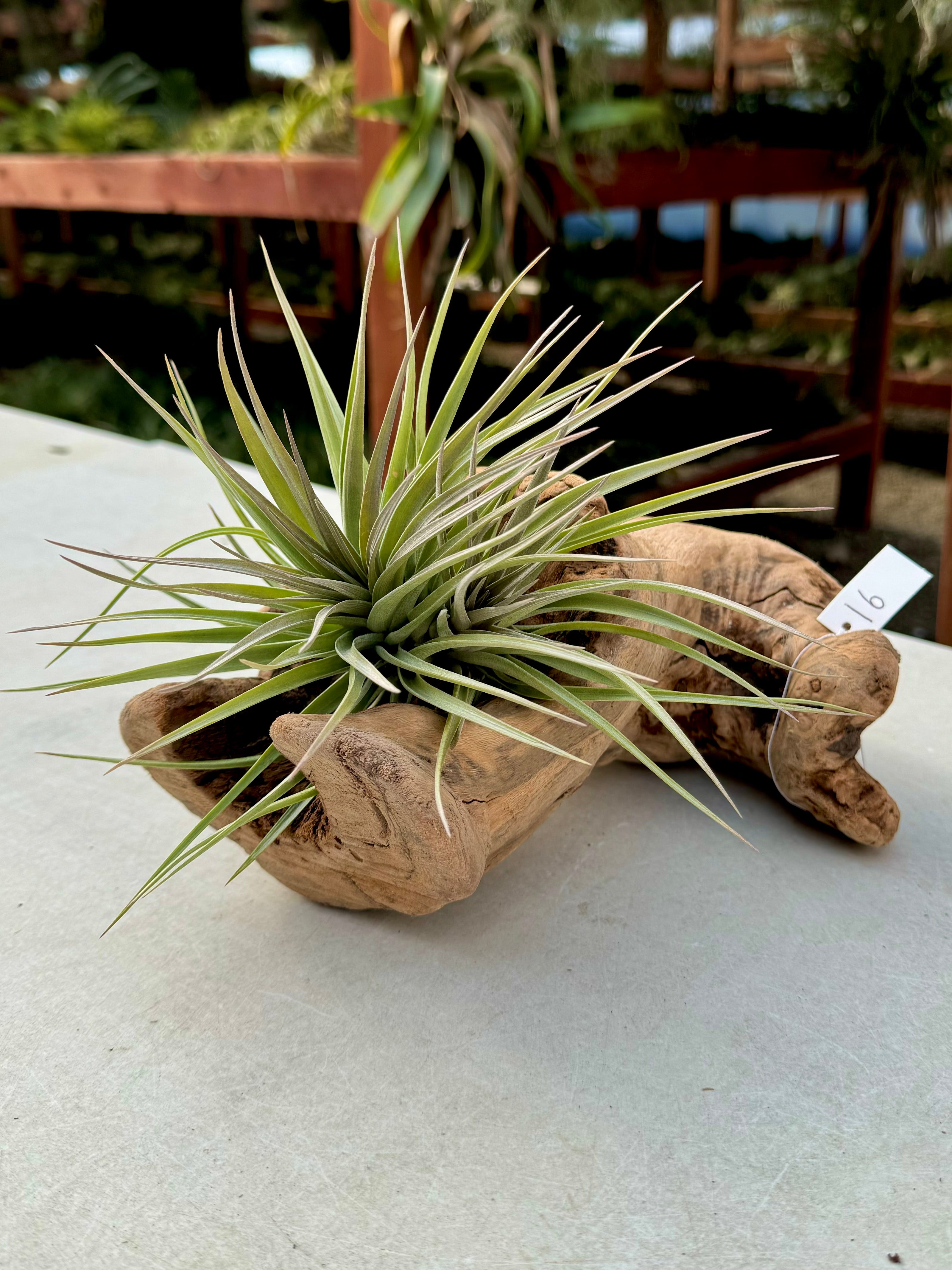 Grapewood Log + Premium Air Plant Display <br> (10 Options To Choose From!)