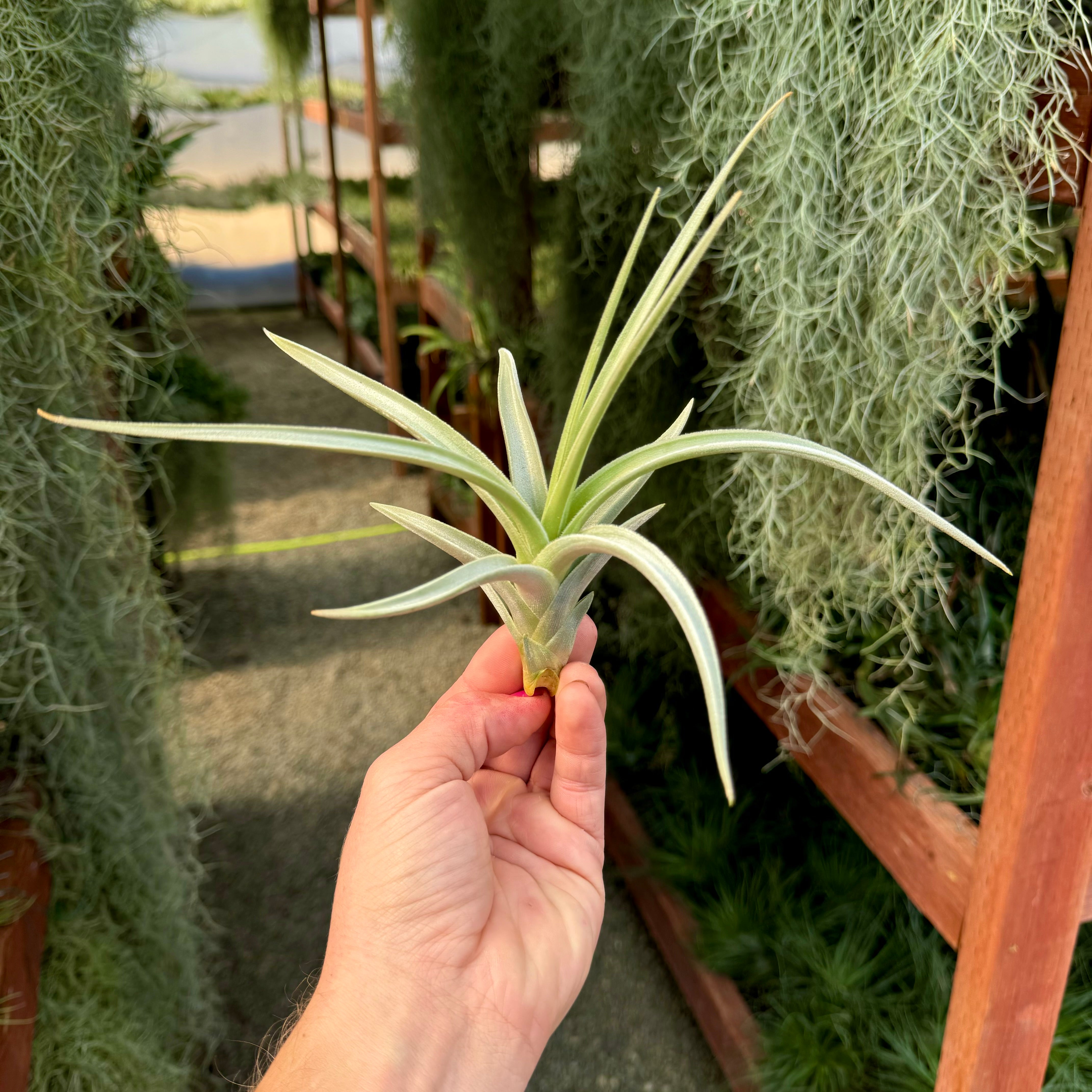 yellow air plant Lotteae (Produces An Amazing Yellow Bloom) LG