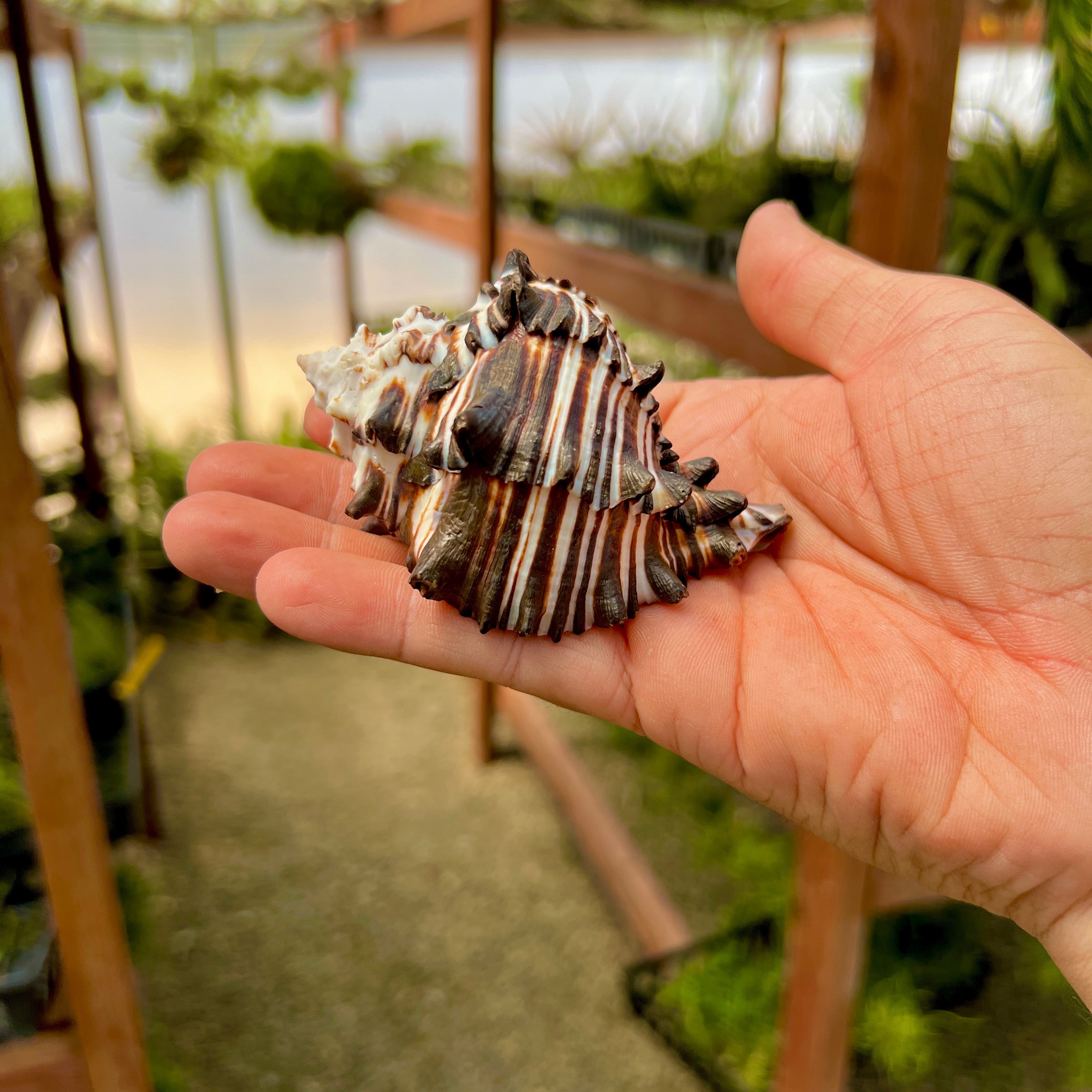 Zebra Murex Shell Regular – Air Plant Hub